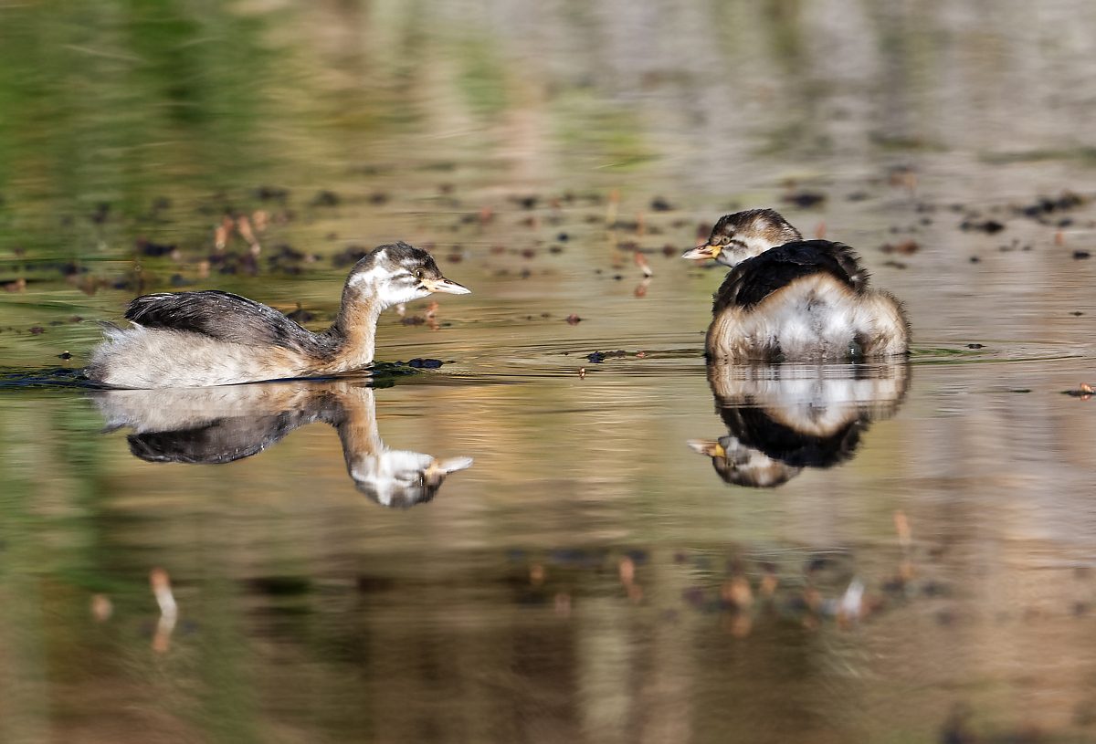 Australasian Grebes imm (5).jpg