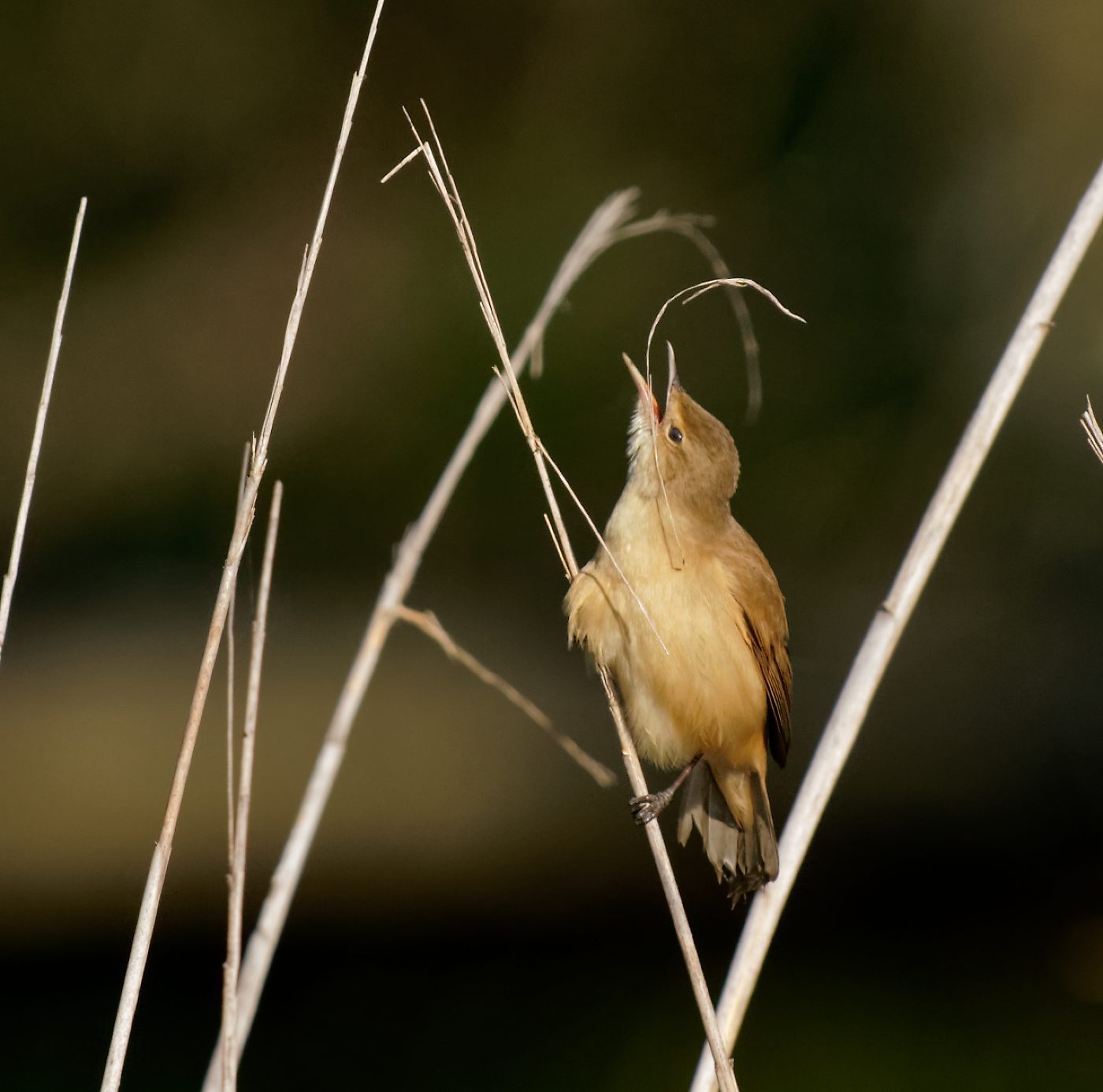 Australian Reed Warbler and nest material (12)-1.jpg