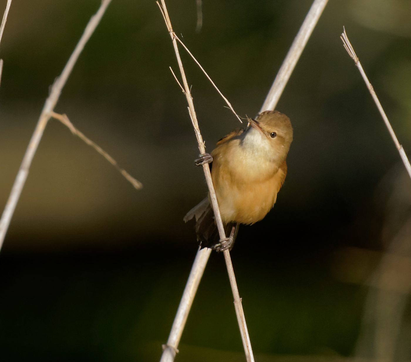 Australian Reed Warbler and nest material (22)-1.jpg