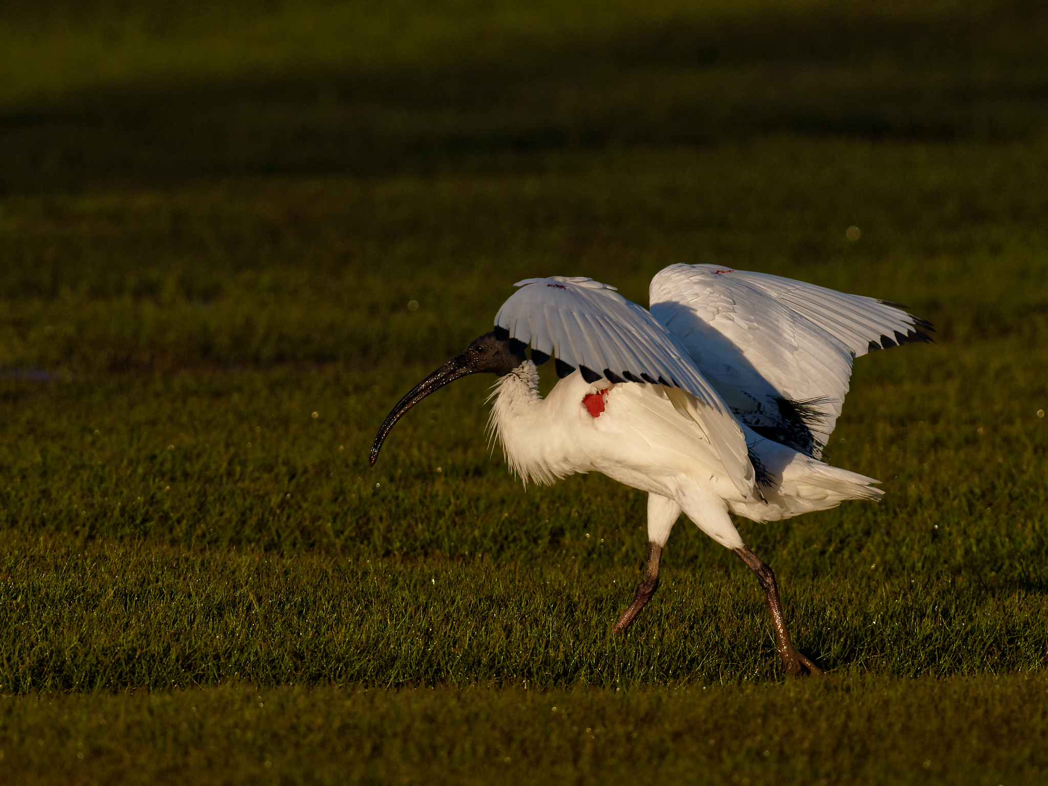 Australian White Ibis (1).jpg