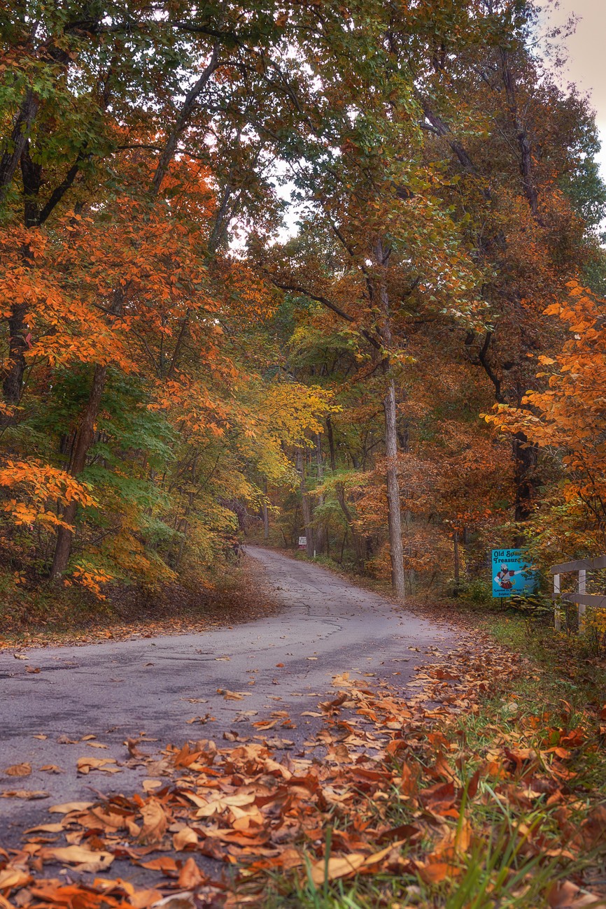 Autumn Foliage.jpg