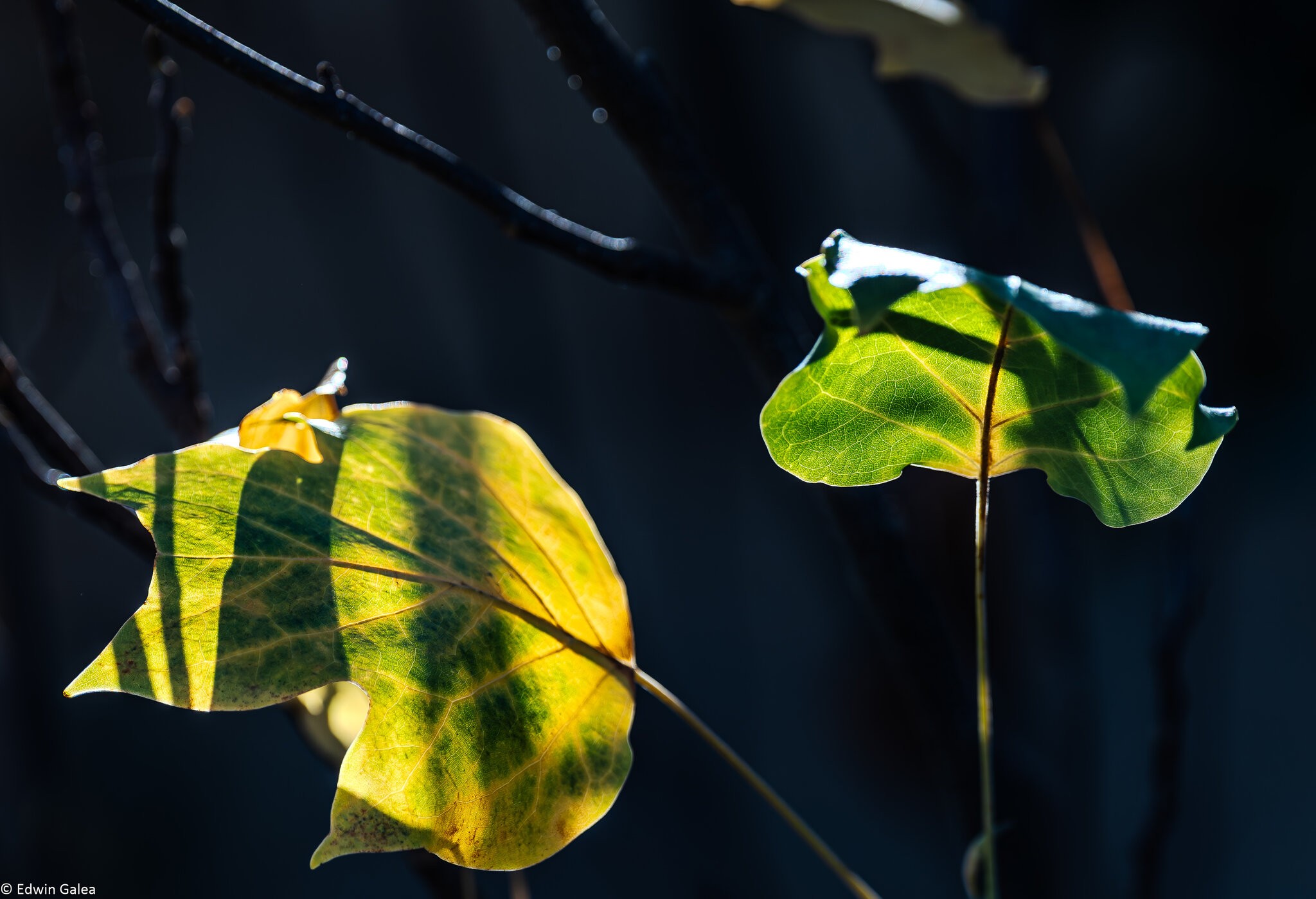 autumn_leaves_hdr-21.jpg