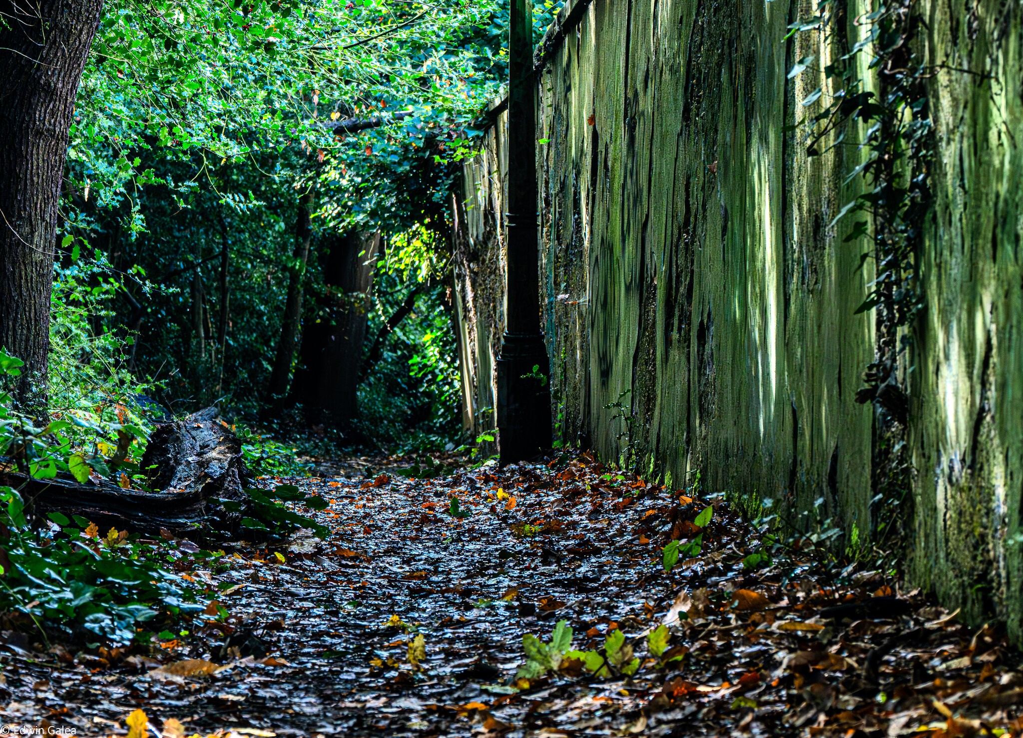 autumn_path_oxleyswood_hdr-5.jpg