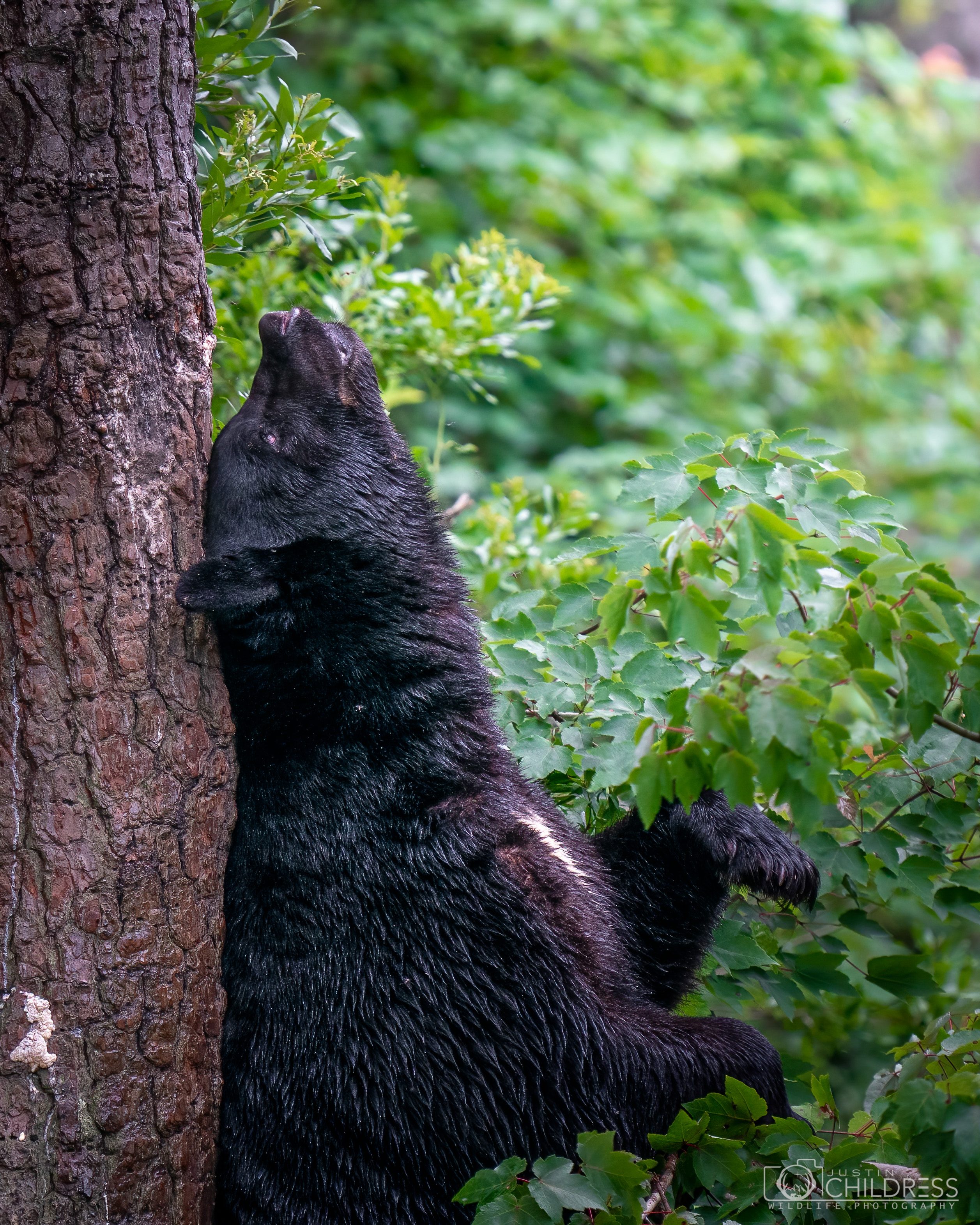 Back Scratchin’