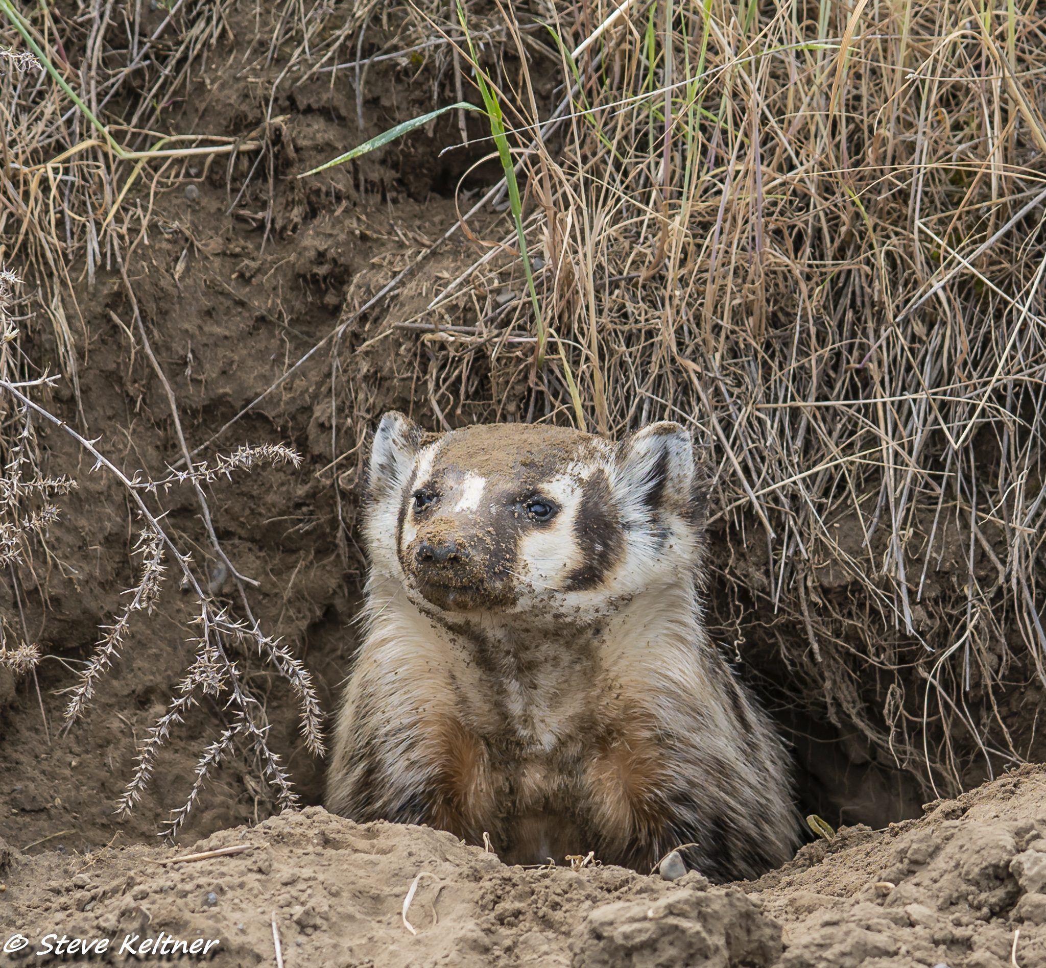 BadgerCloseWaitsburg051018N-1582.jpg