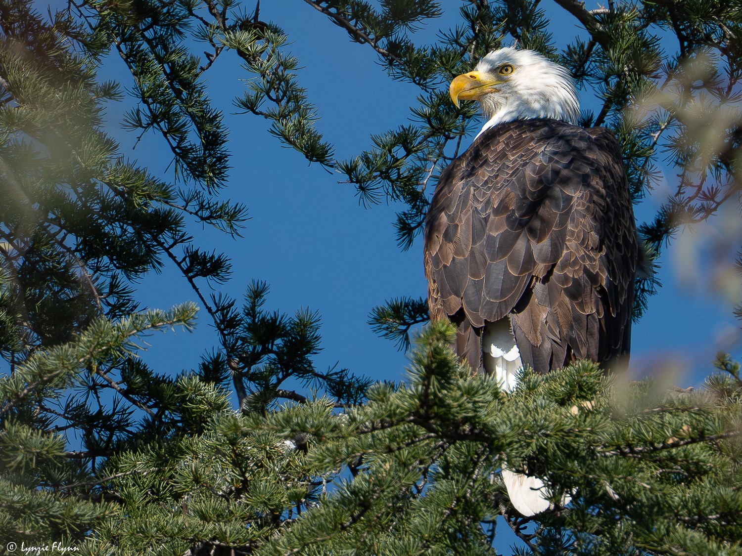 Bald Eagle 4744.jpg