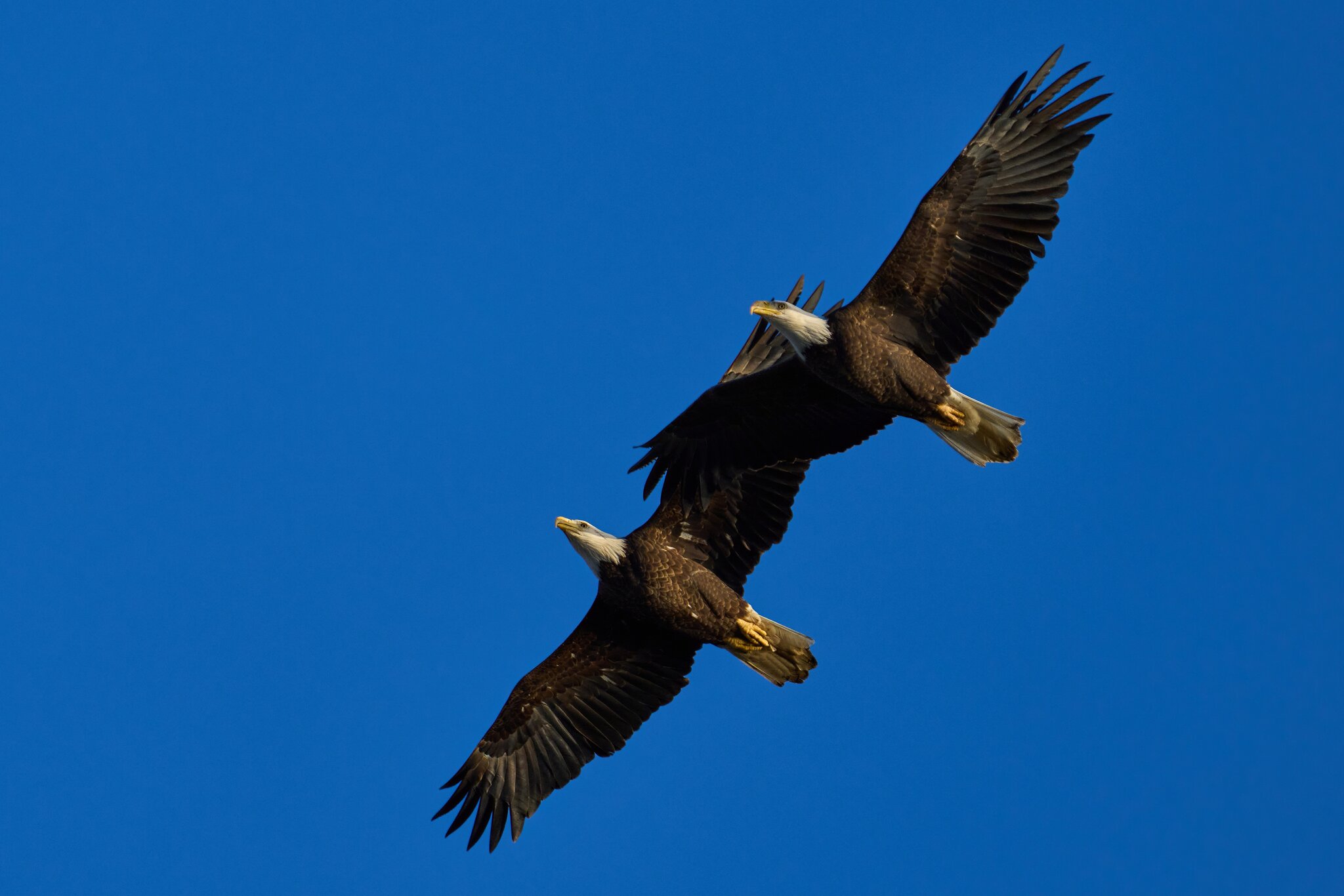 Bald Eagle - Conowingo - 11232023 - 02- DN.jpg