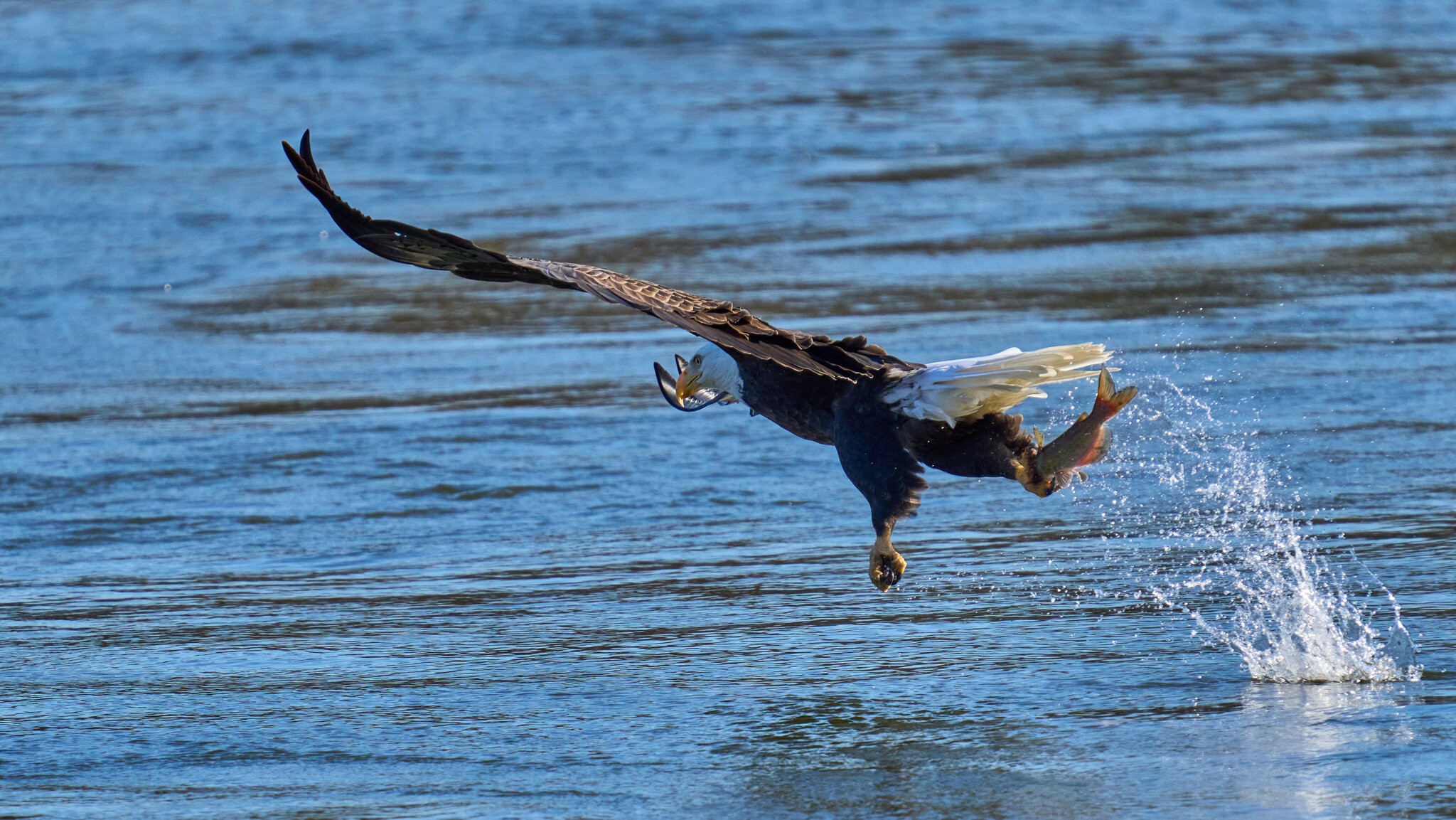 Bald Eagle - Conowingo - 11232023 - 16.jpg