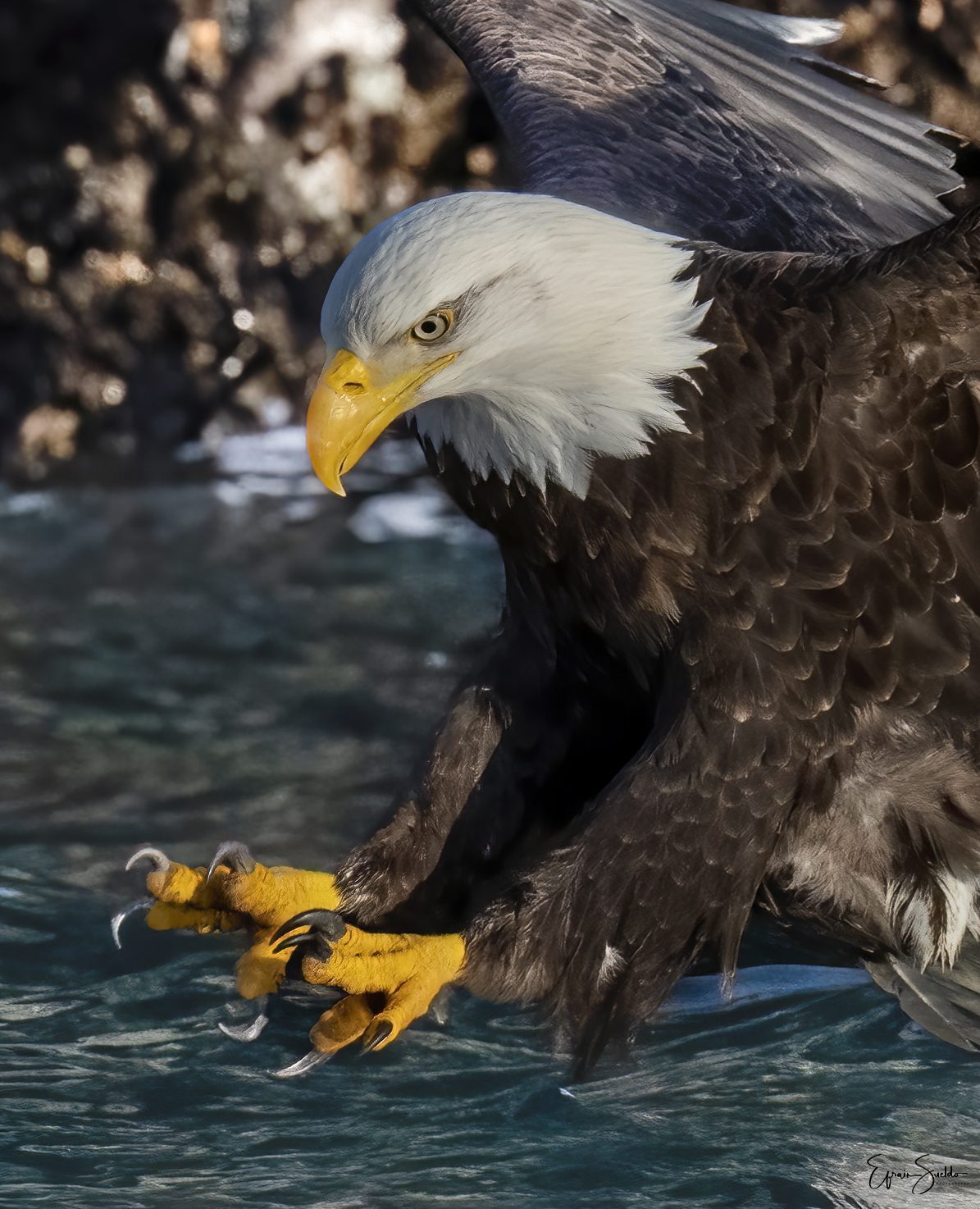 Bald eagle fishing (cropped)