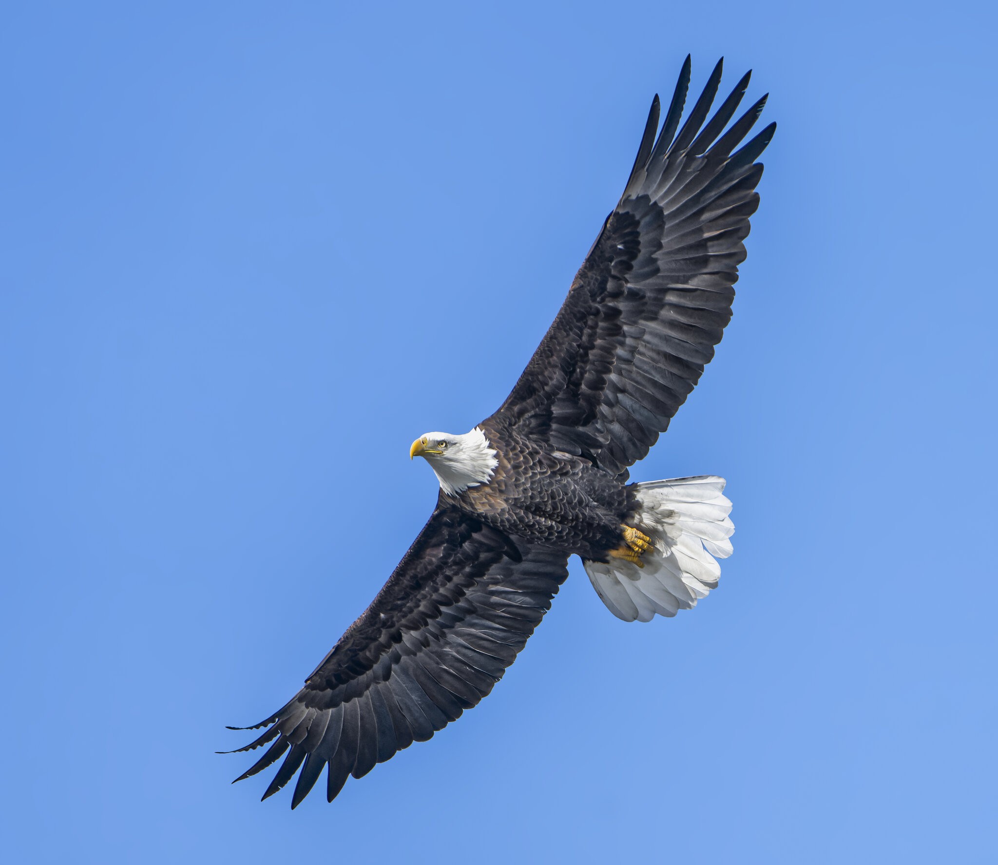 Bald Eagle Flying06.jpg