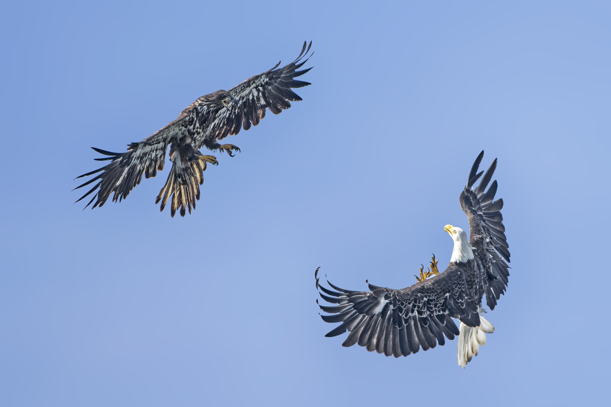 Bald Eagles Flying01.jpg