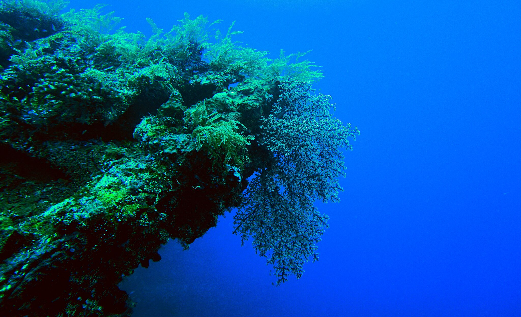 Bali Gili 2022 Under Water 13 Reef Scene 3.jpg