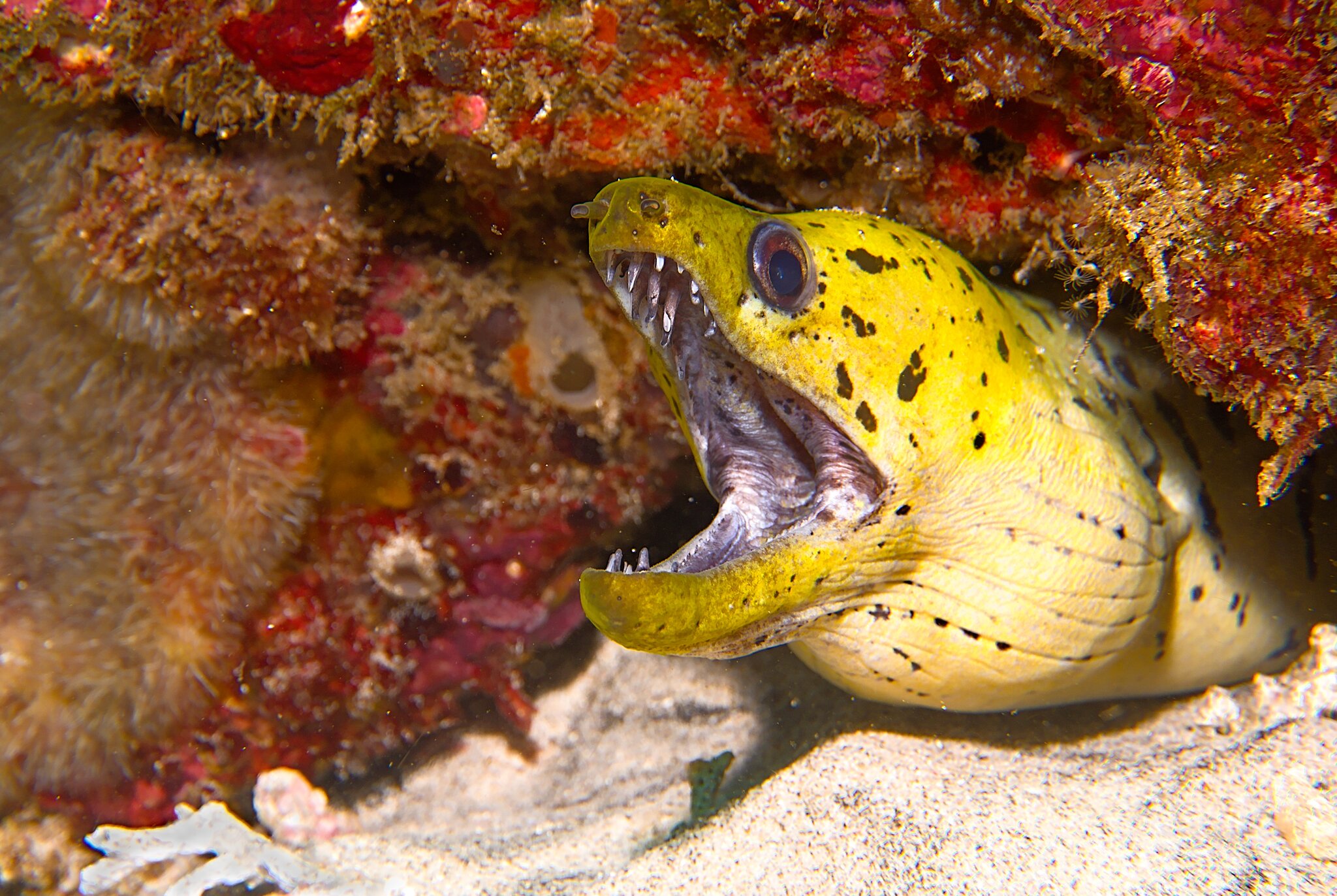 Bali Gili 2022 Under Water 72.jpg