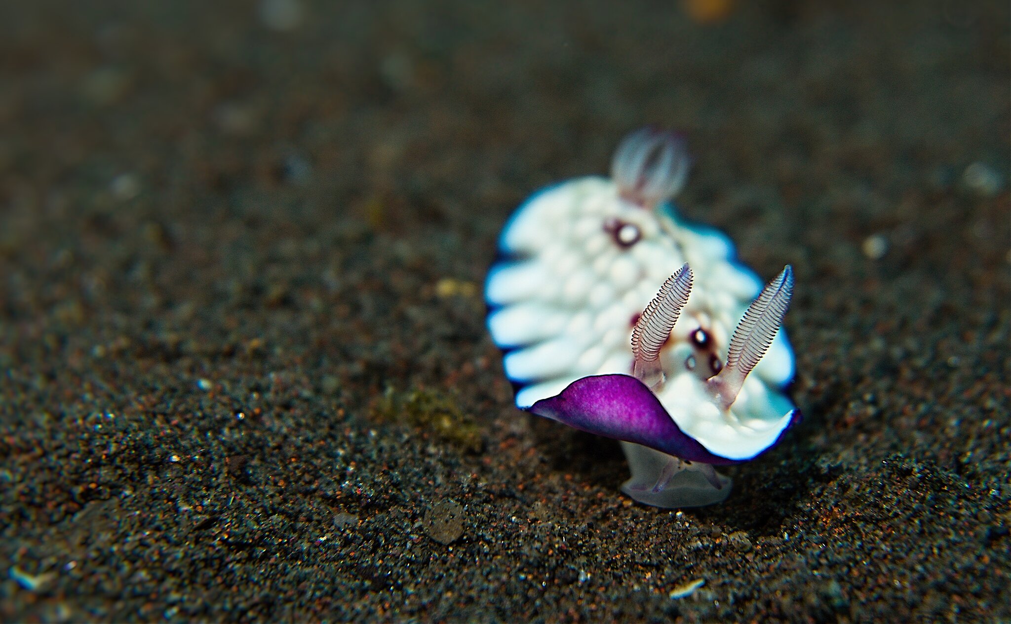 Bali Gili 2022 Under Water 9.jpg