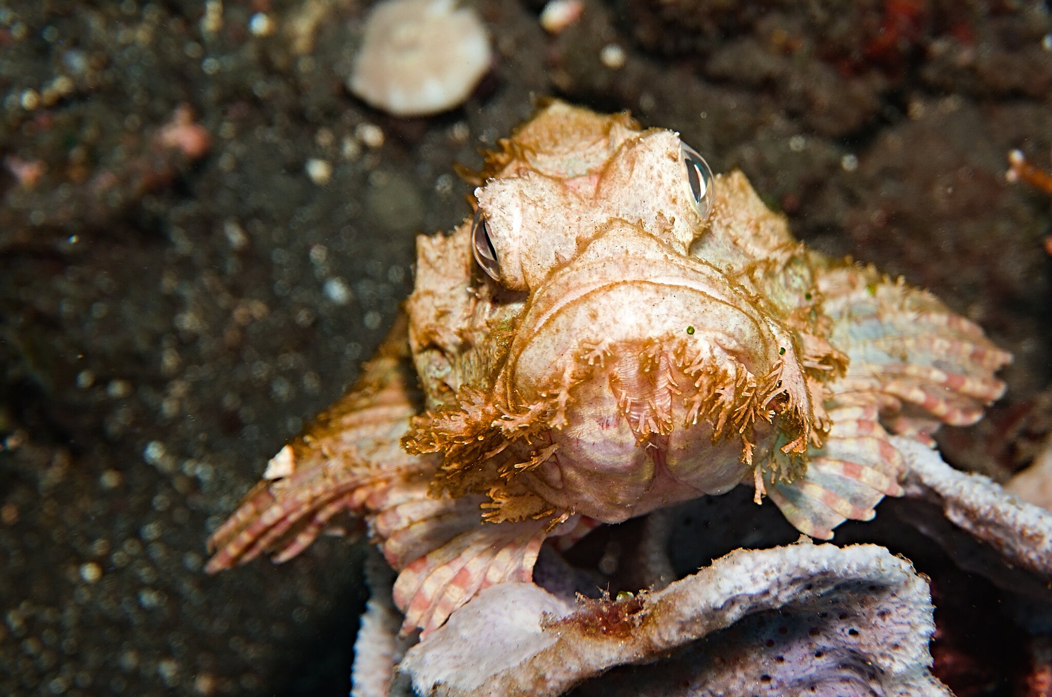 Bali Meno 24 14 Scorpion Fish.jpg