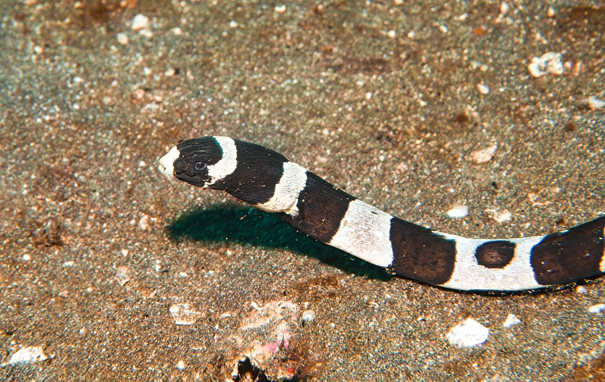 Bali Meno 24 22 Banded Sea Snake.jpg