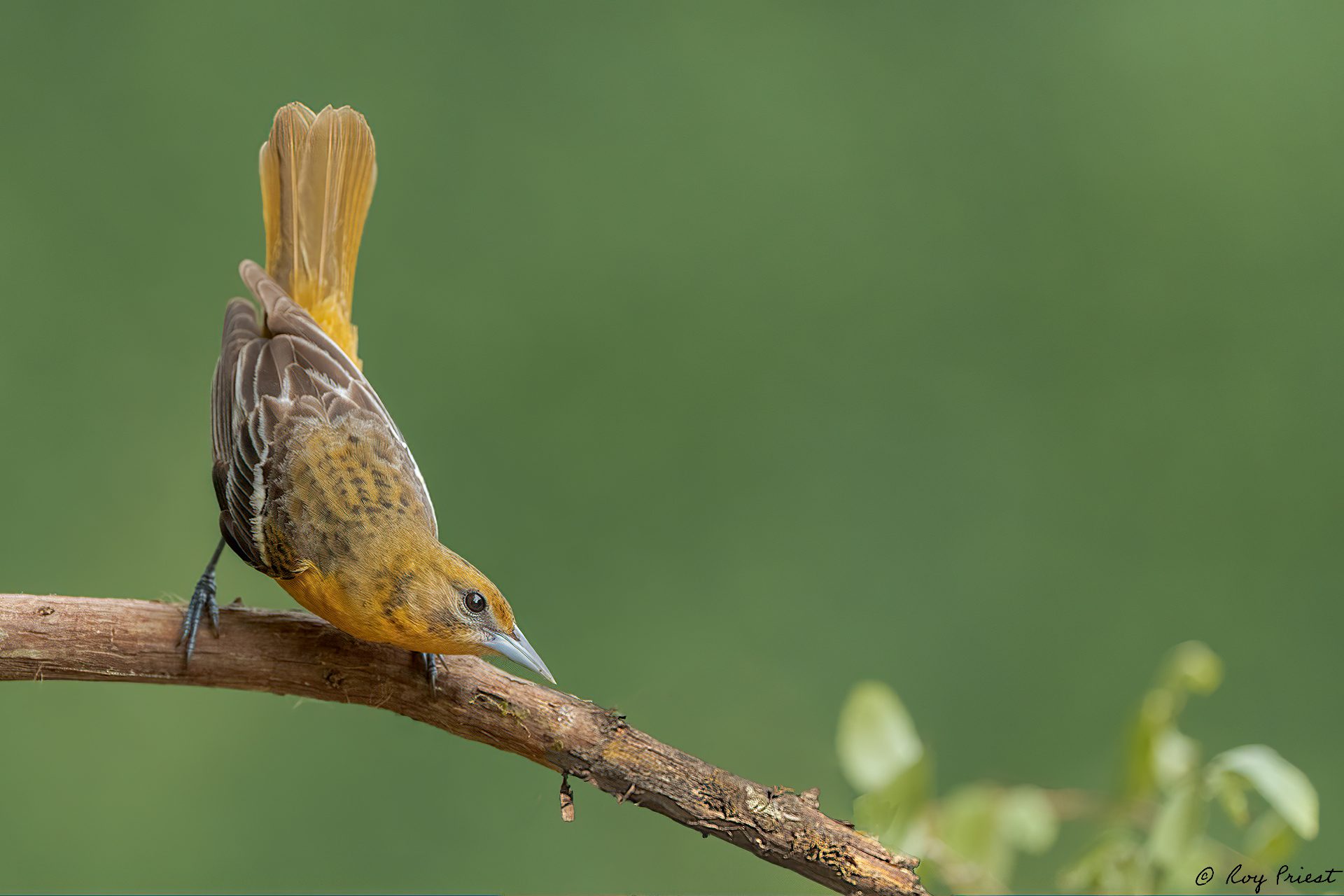 Baltimore-Oriole-A1_ROY5937.jpg