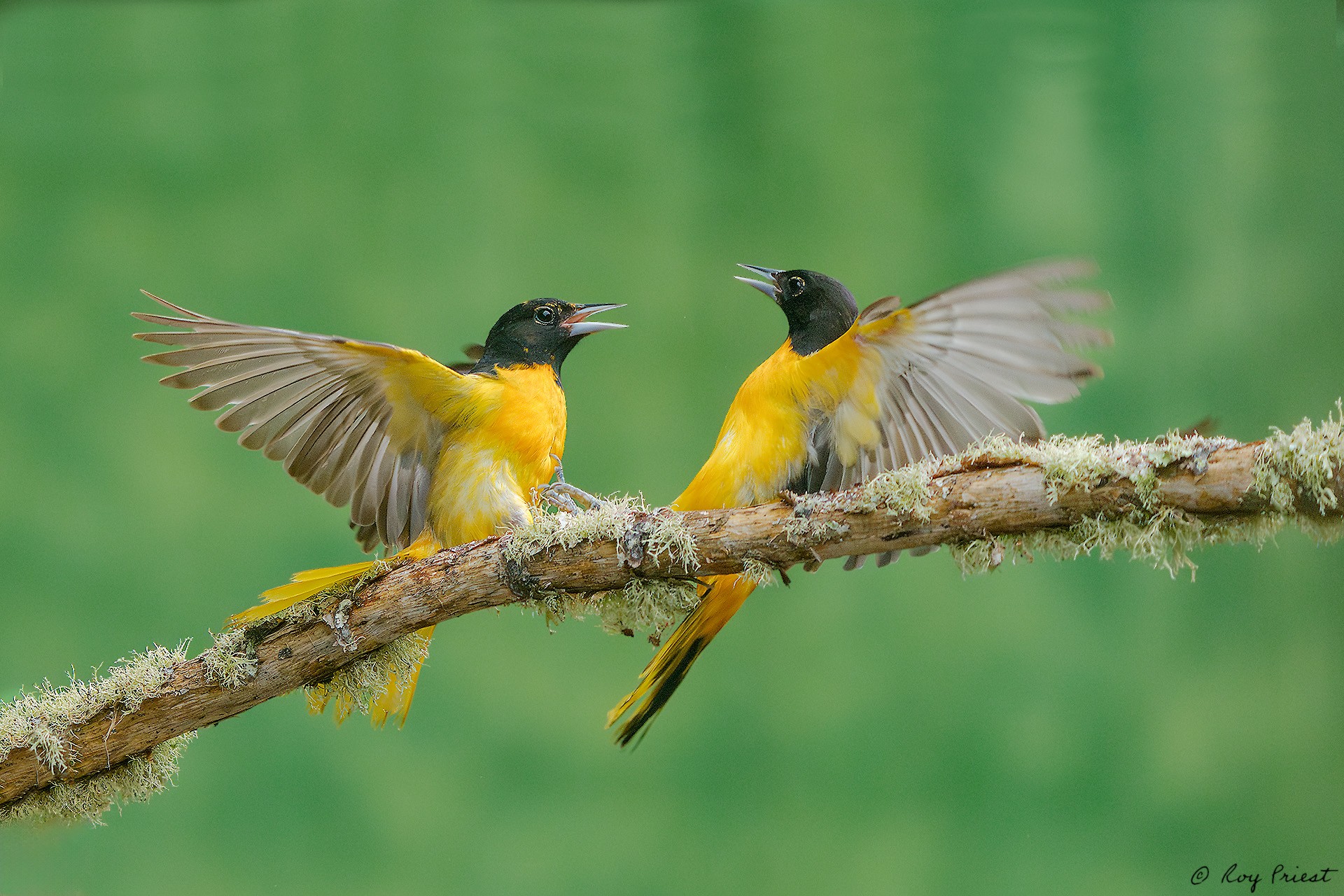 Baltimore Oriole_RP24952.jpg