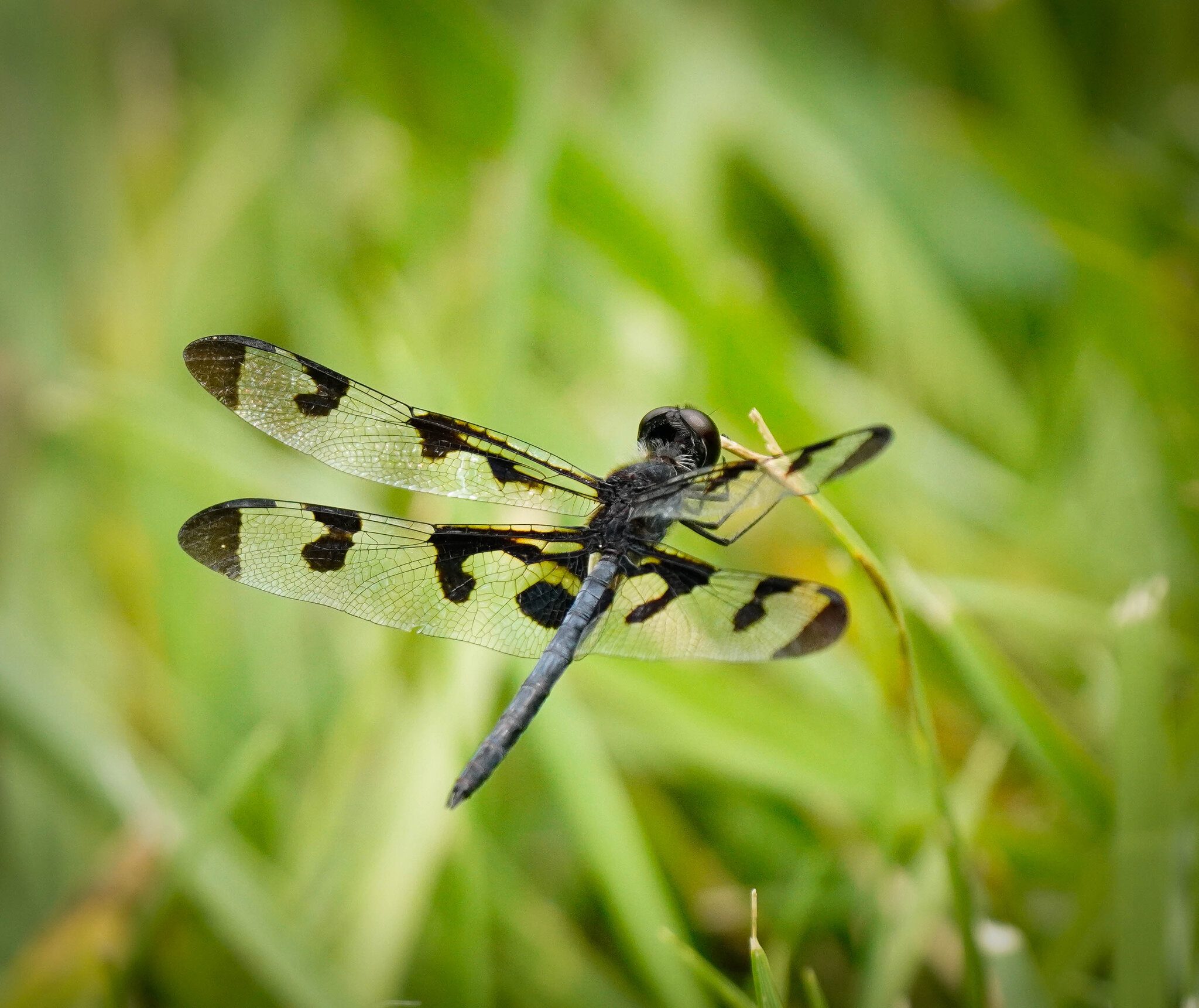 Banded Pennant Dragonfly