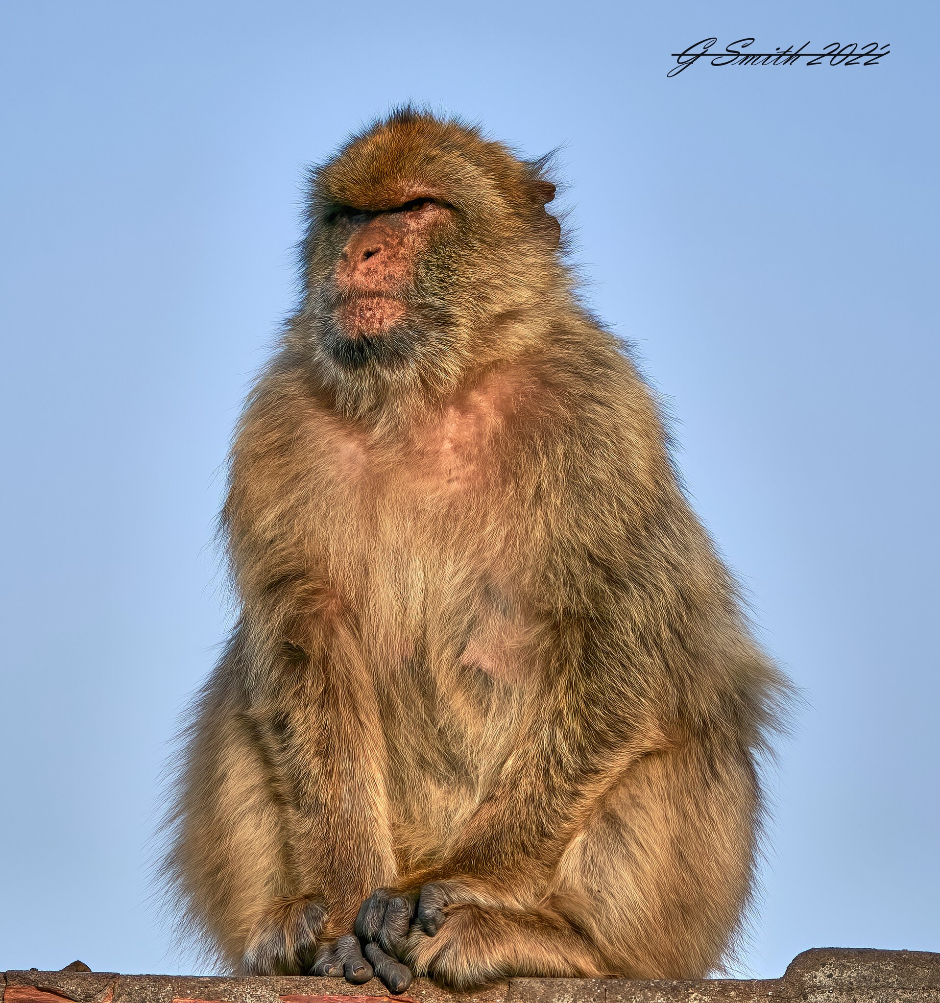 barbary ape 2022 (7).jpg