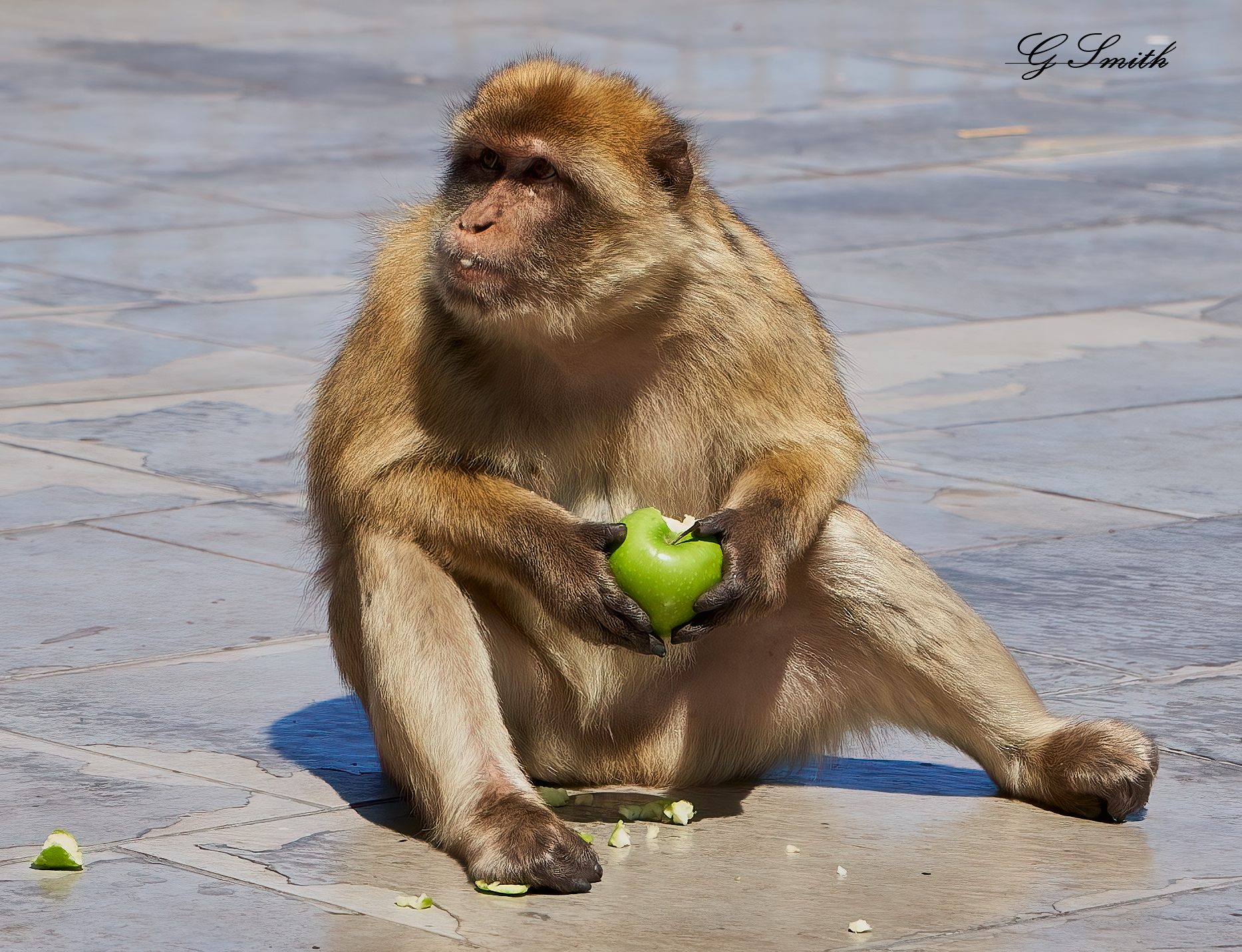 barbary apes 2019 8.jpg