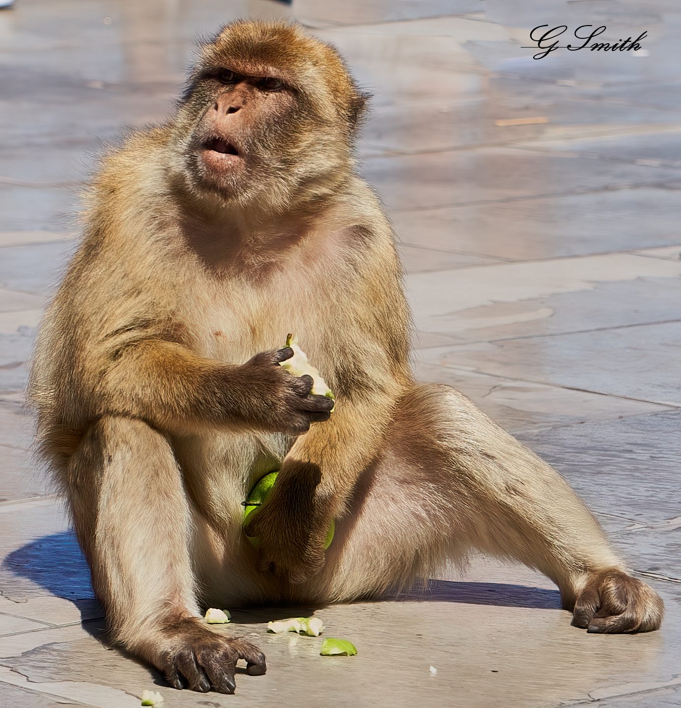 barbary apes 2019 9.jpg