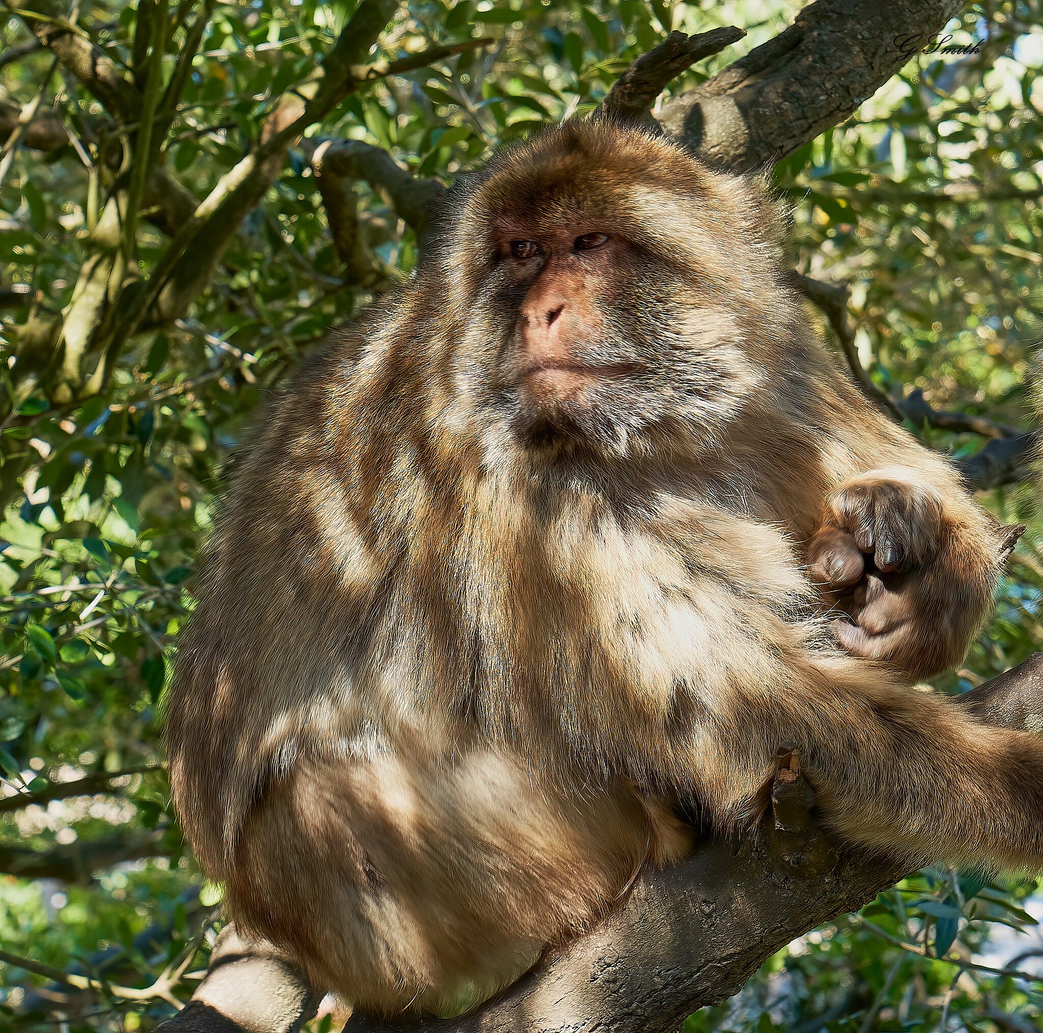 barbary apes 2019.jpg