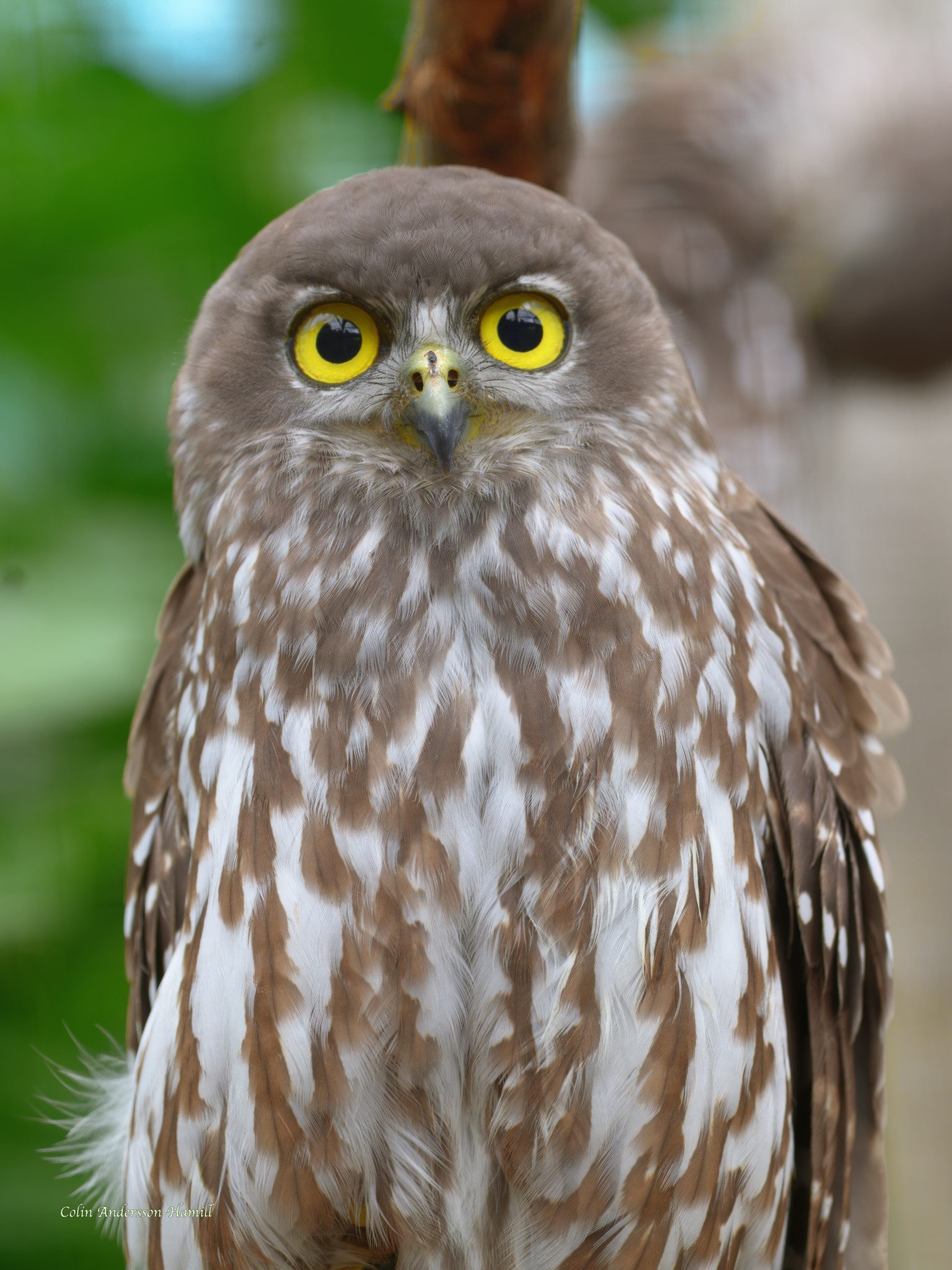 Barking Owl