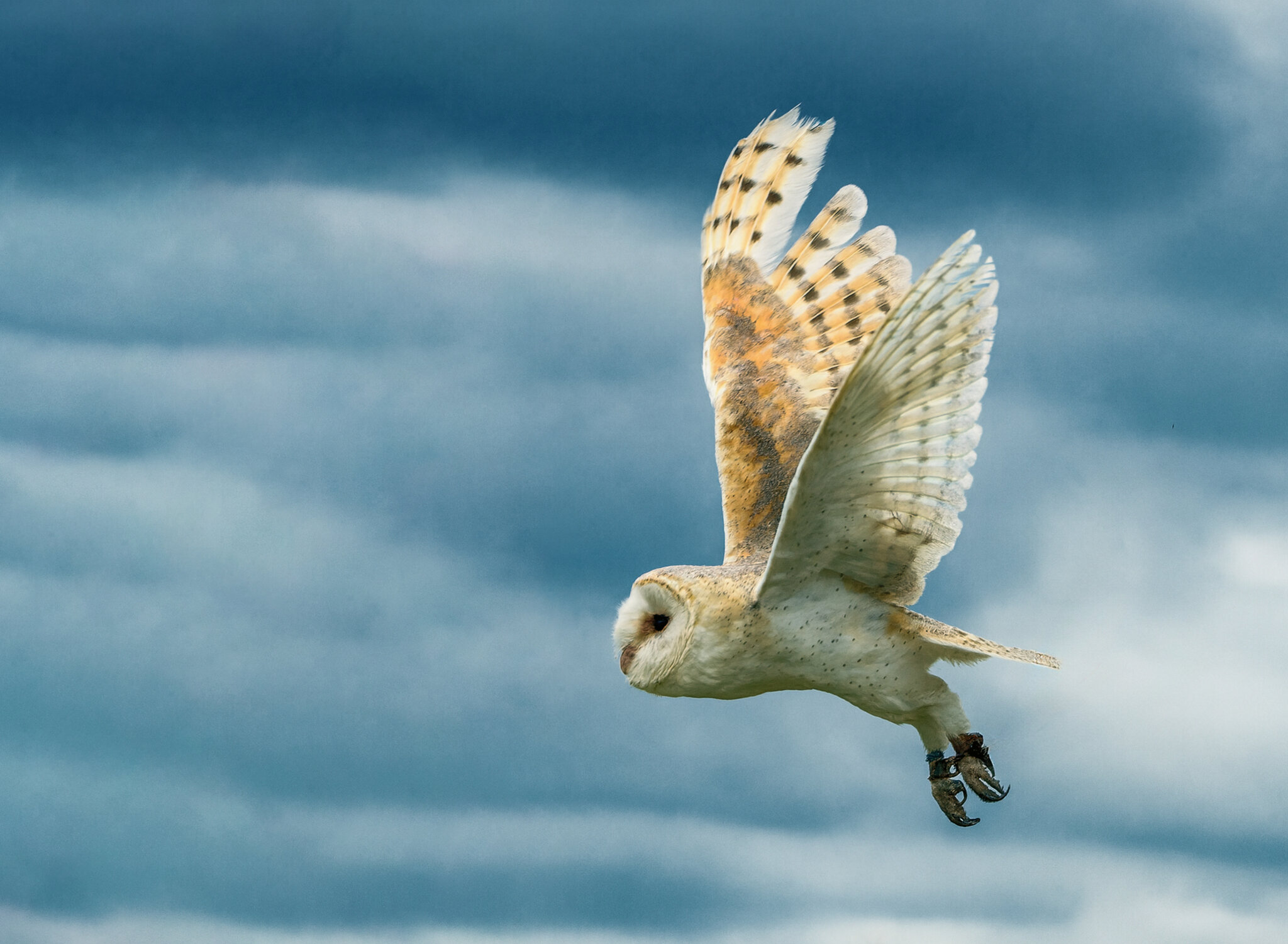 Barn Owl-1.jpg