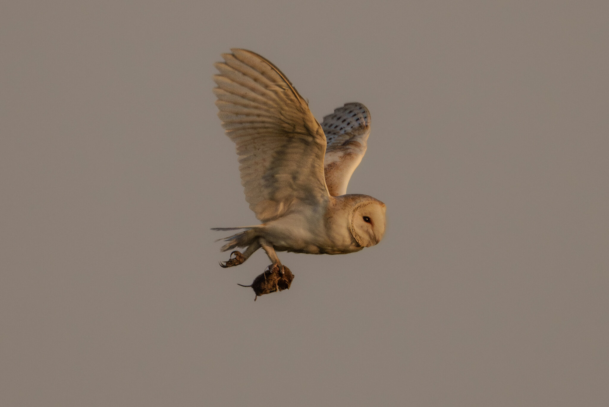 Barn Owl-4.jpg