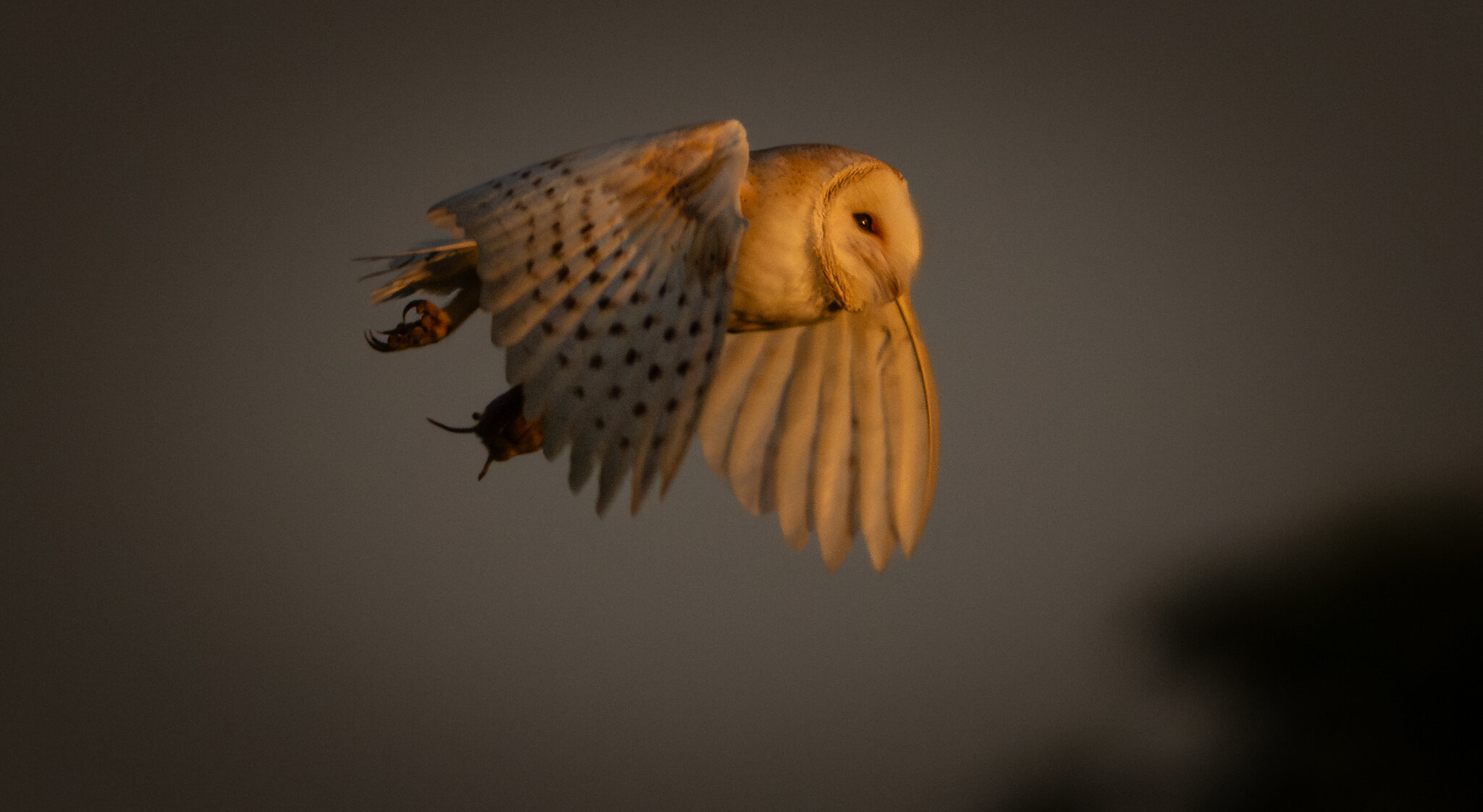 Barn Owl-6.jpg