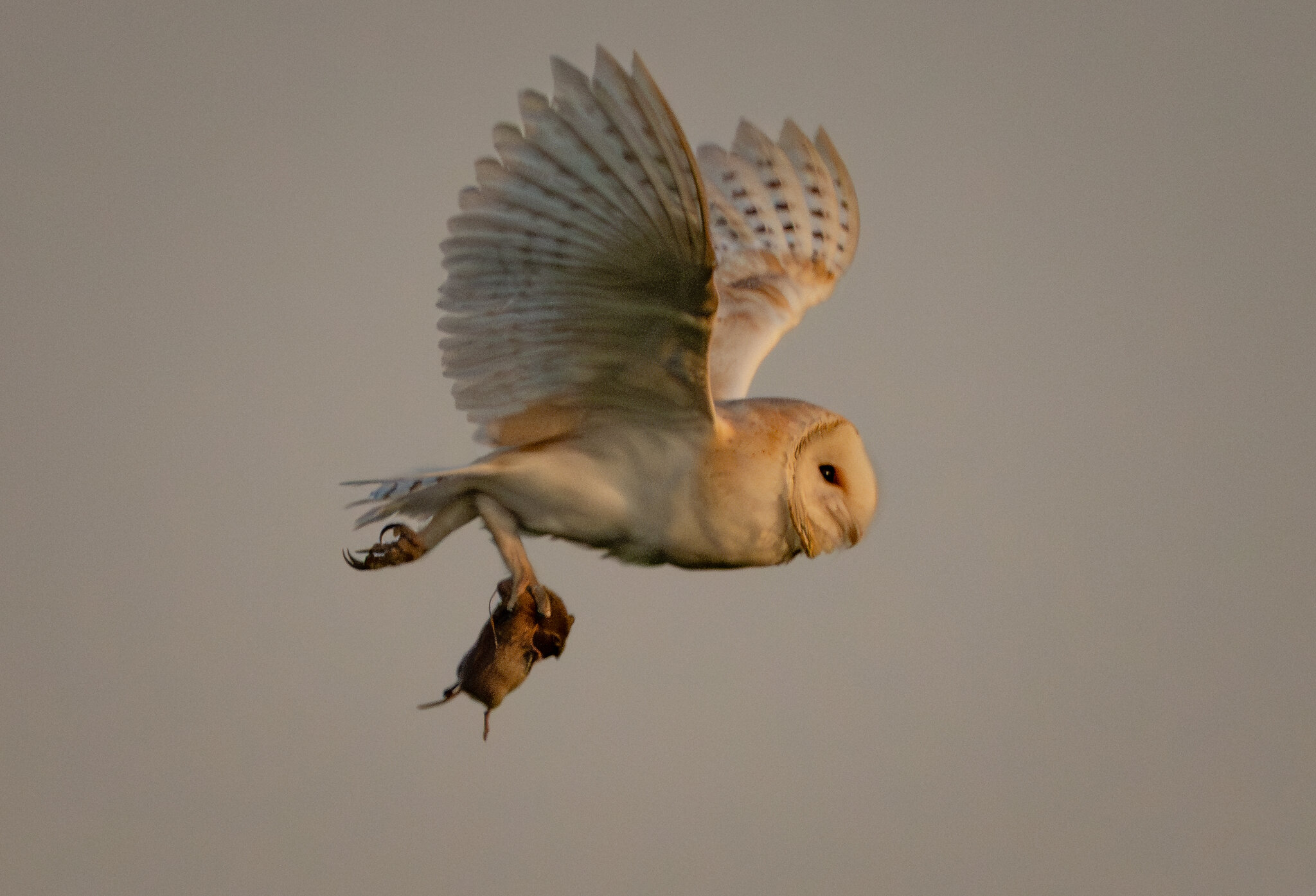 Barn Owl-7.jpg