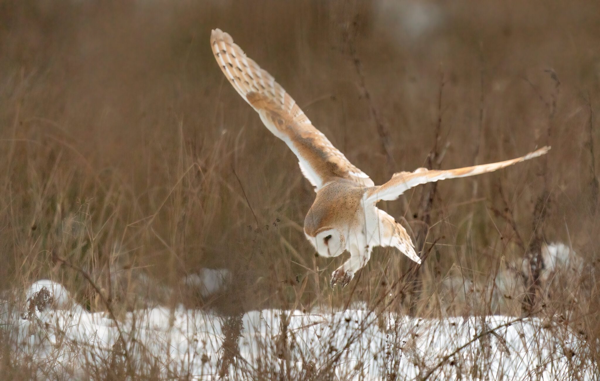 Barn Owl (tyto Ala )