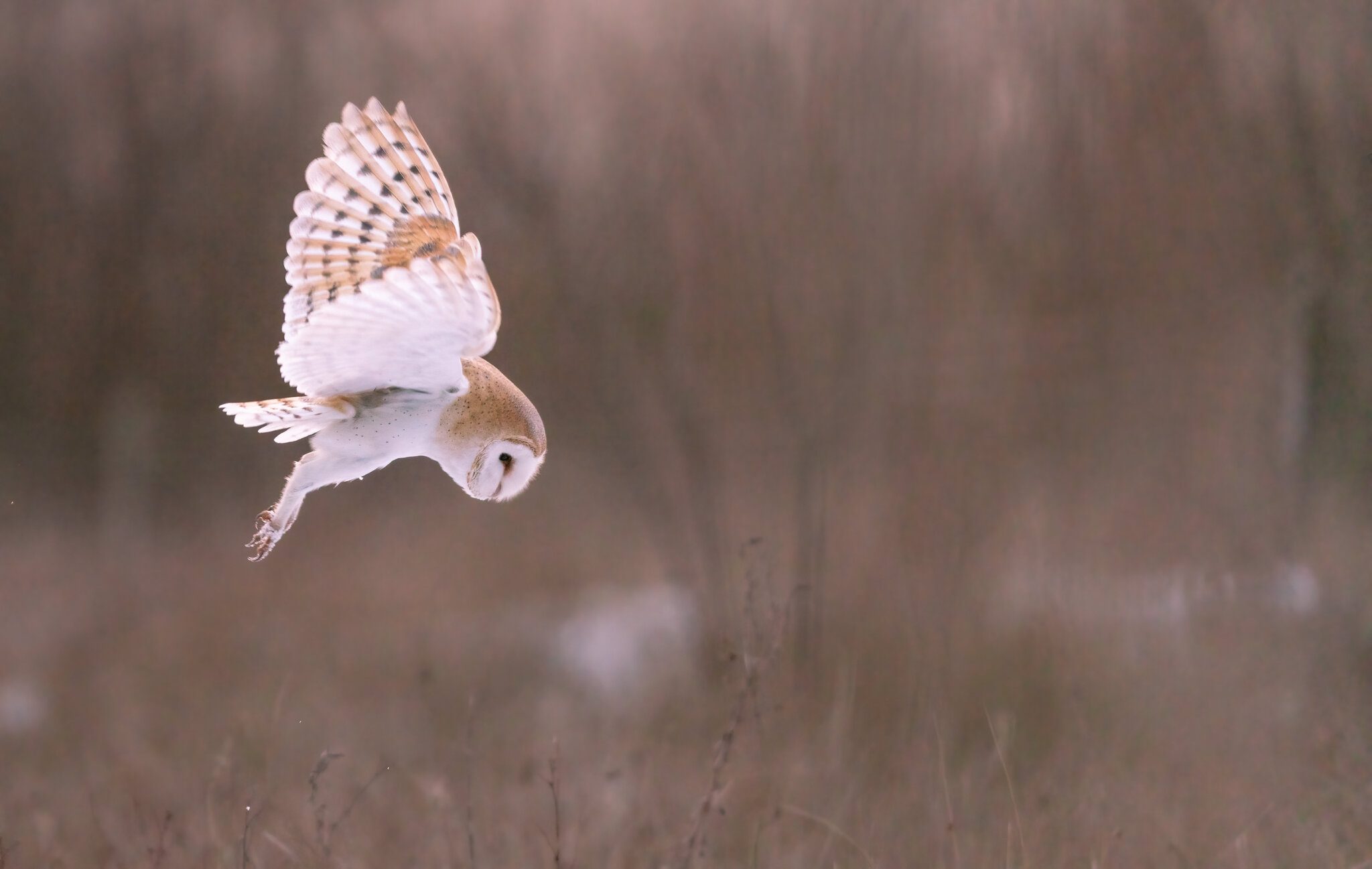 Barn Owl (tyto Ala )