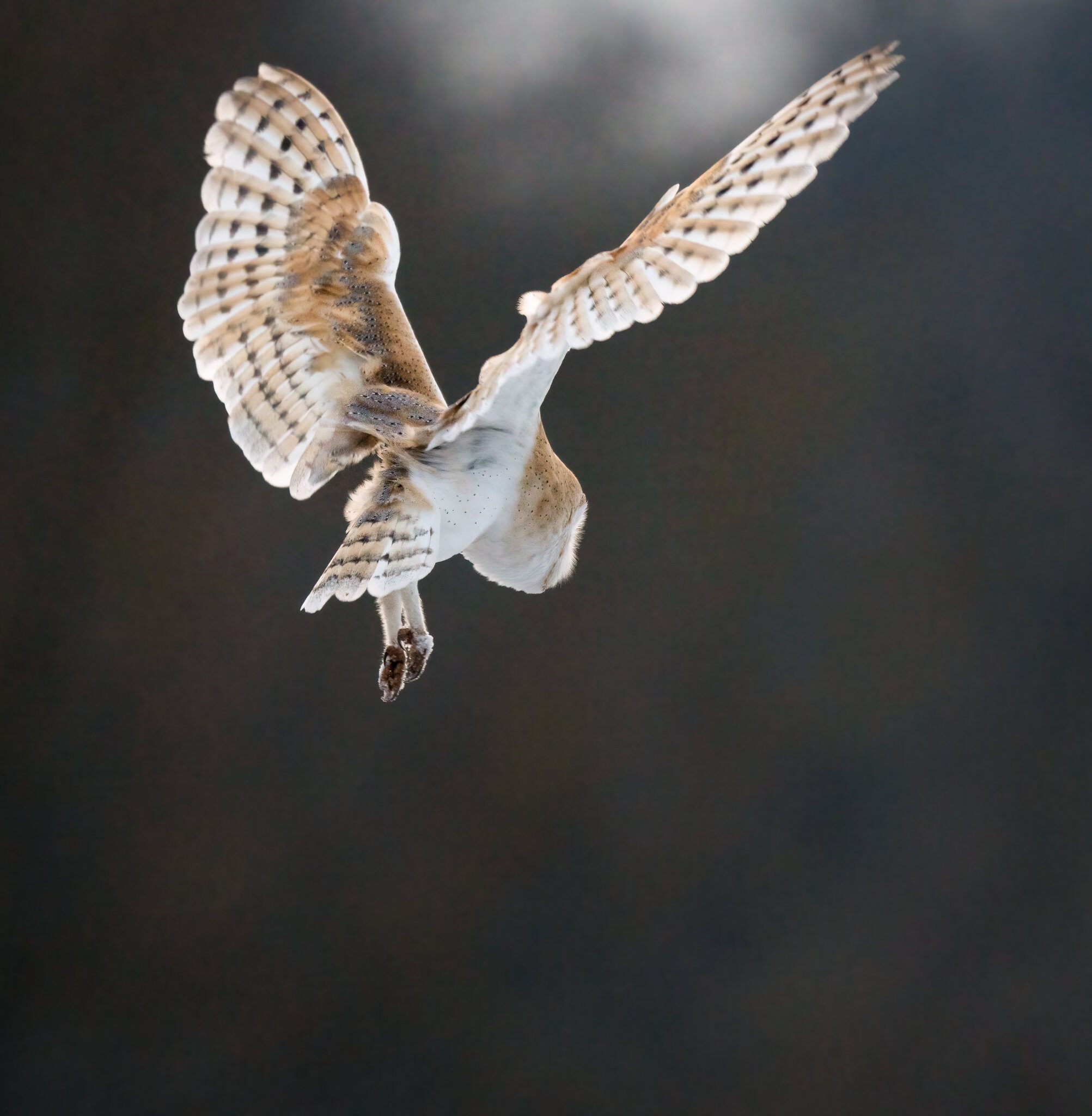 Barn Owl (tyto Ala )