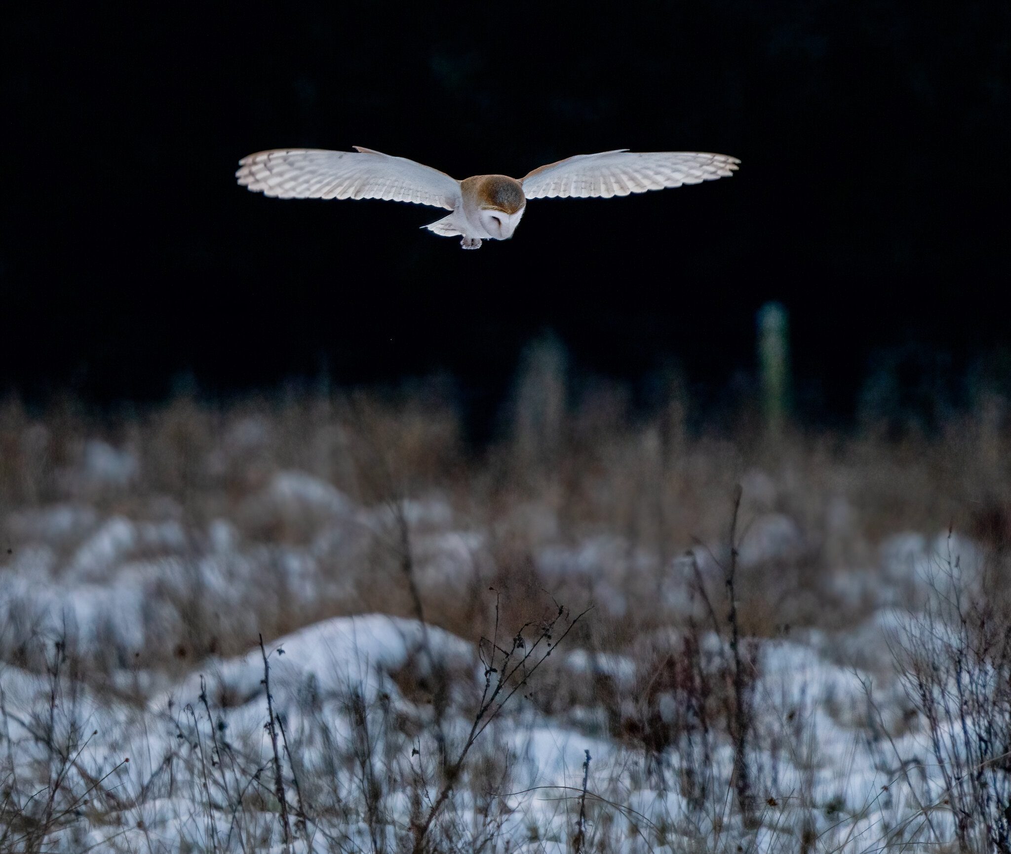 Barn Owl (tyto Ala )