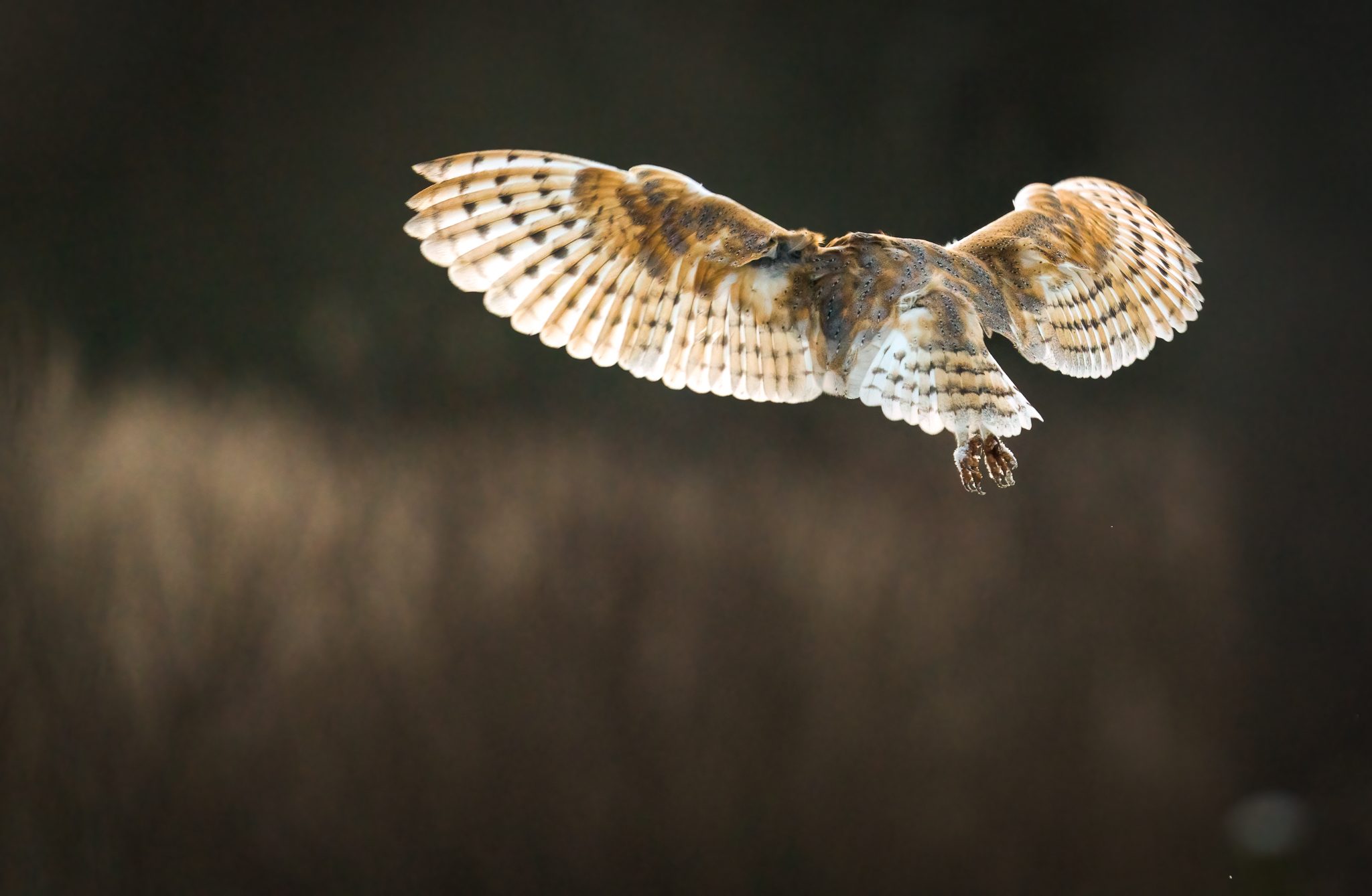 Barn Owl (tyto Ala )