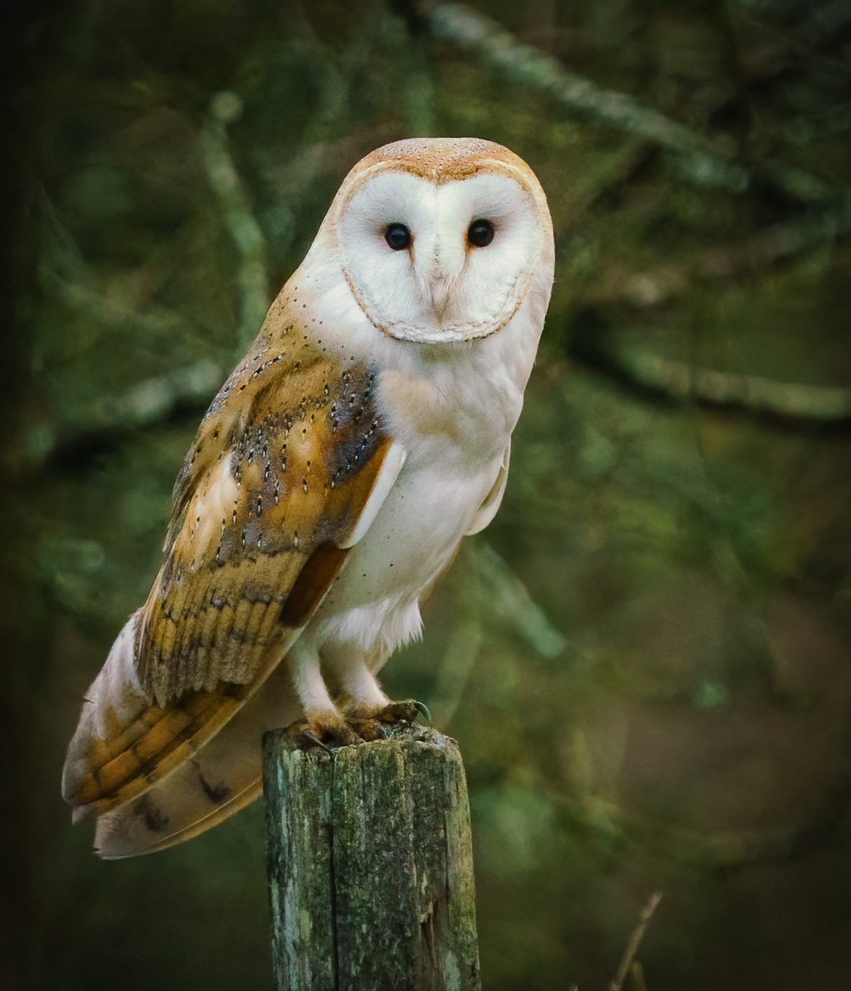 Barn Owl (tyto Alba )