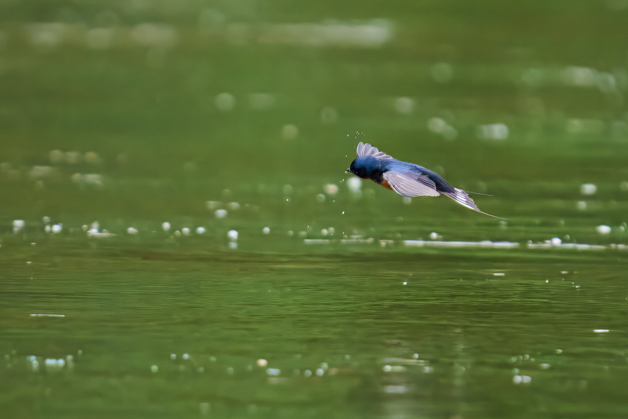 Barn Swallow - Brandywine - 05242026 - 08 - DN.jpg