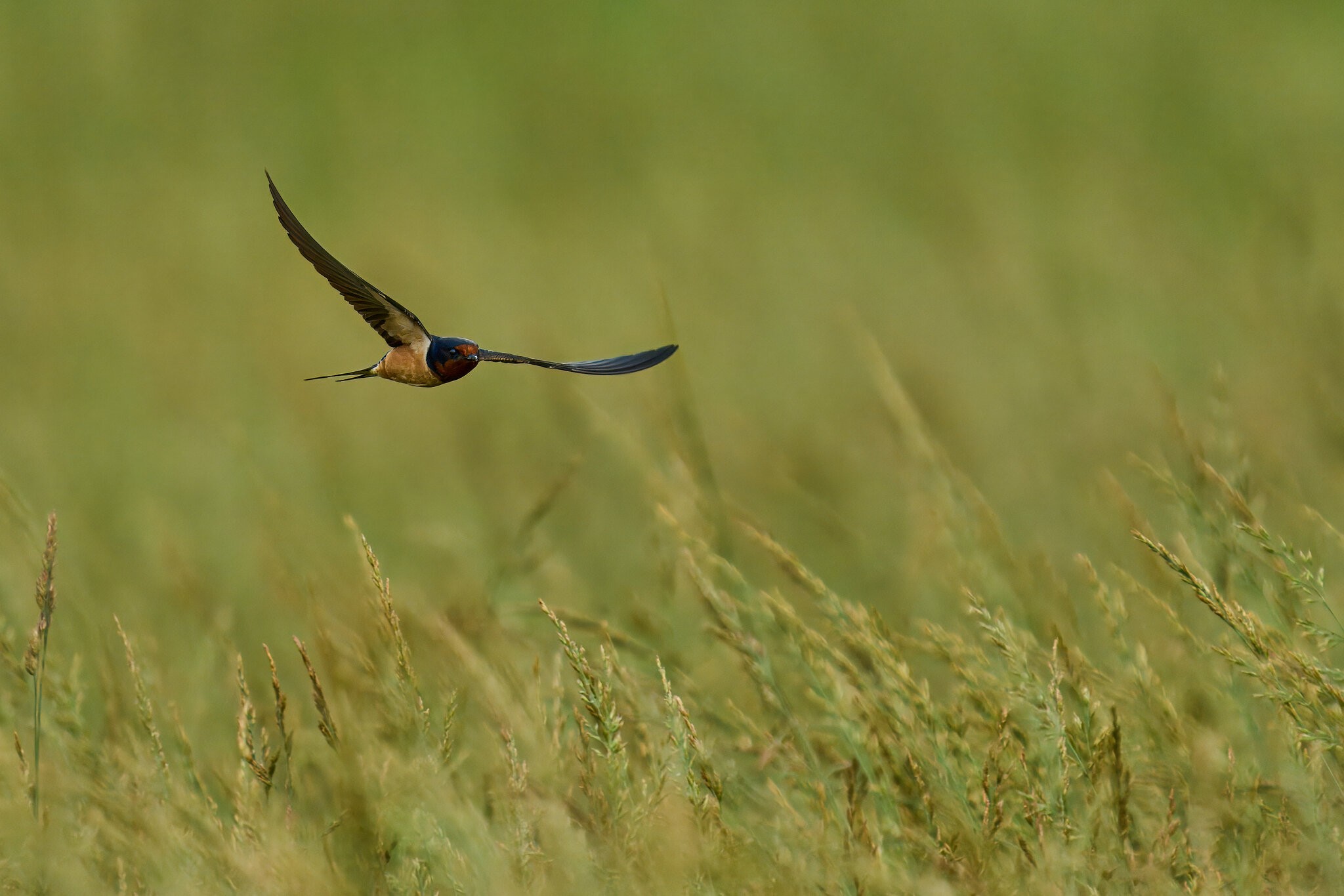 Barn Swallow - Fair Hill NRMA - 06082025 - 26 - rDN.jpg