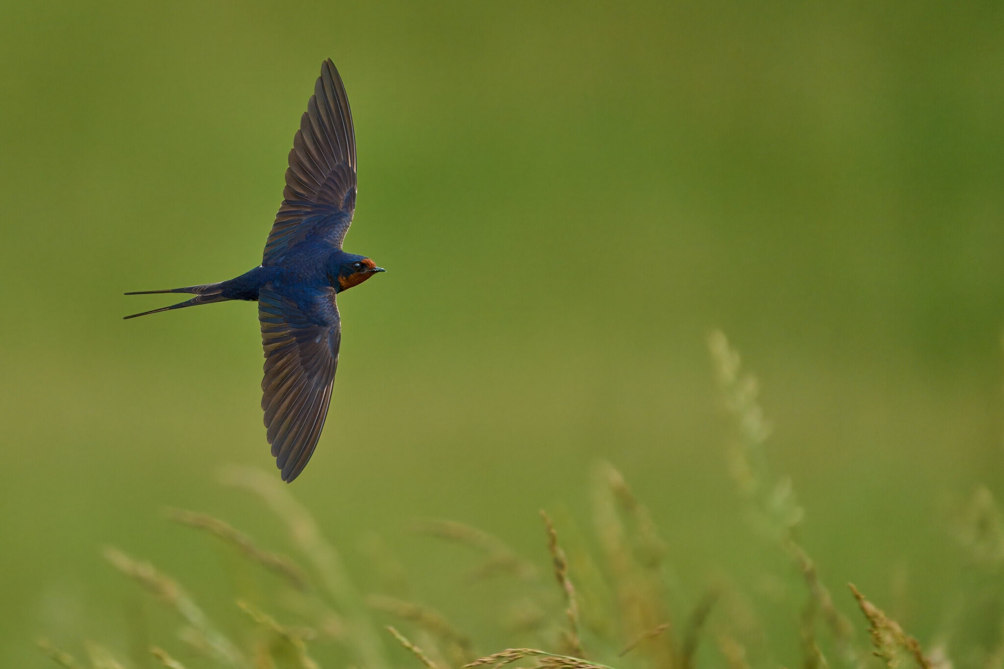 Barn Swallow - Fair Hill NRMA - 06082025 - 36 - rDN.jpg