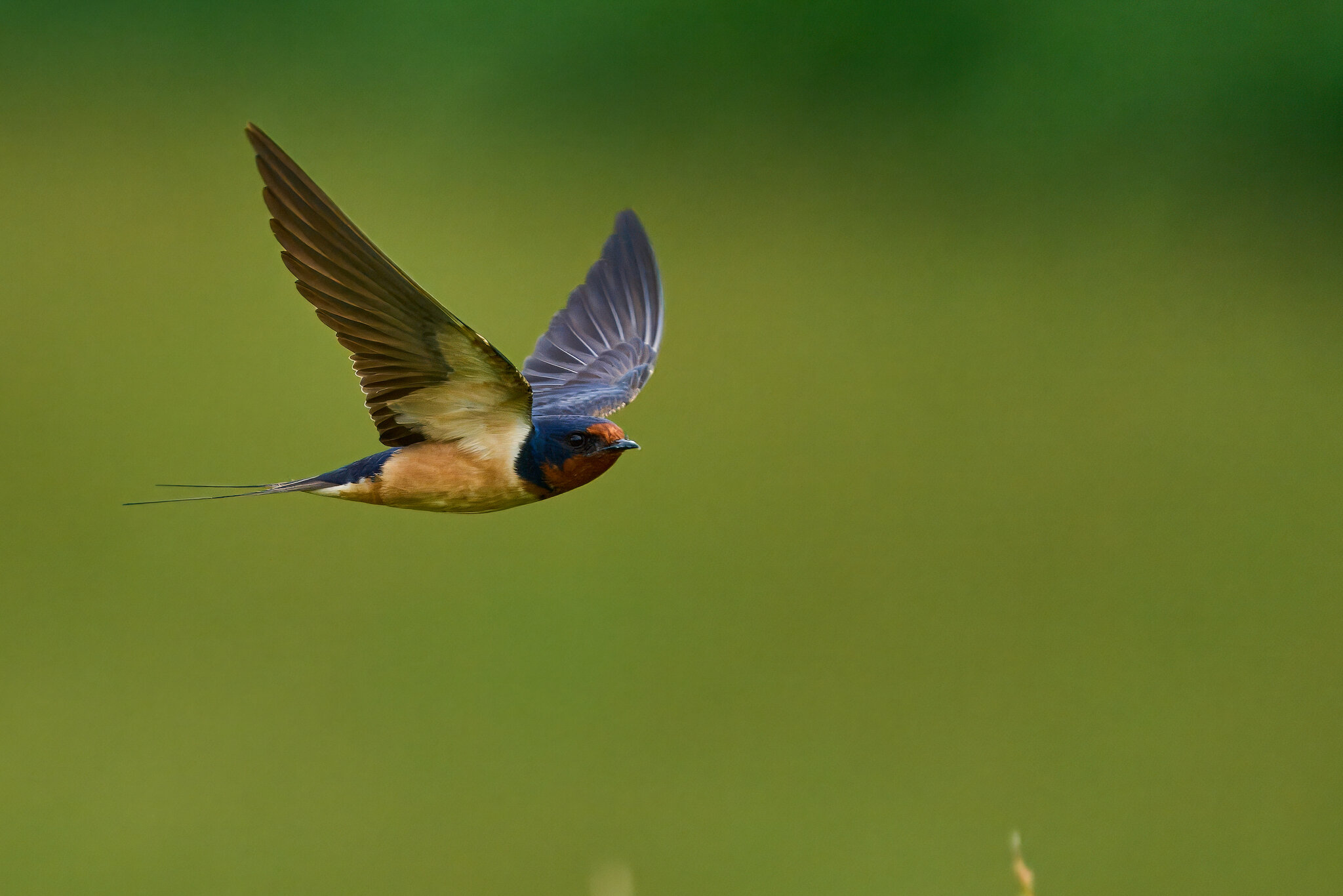 Barn Swallow - Fair Hill NRMA - 06082025 - 42 - rDN.jpg