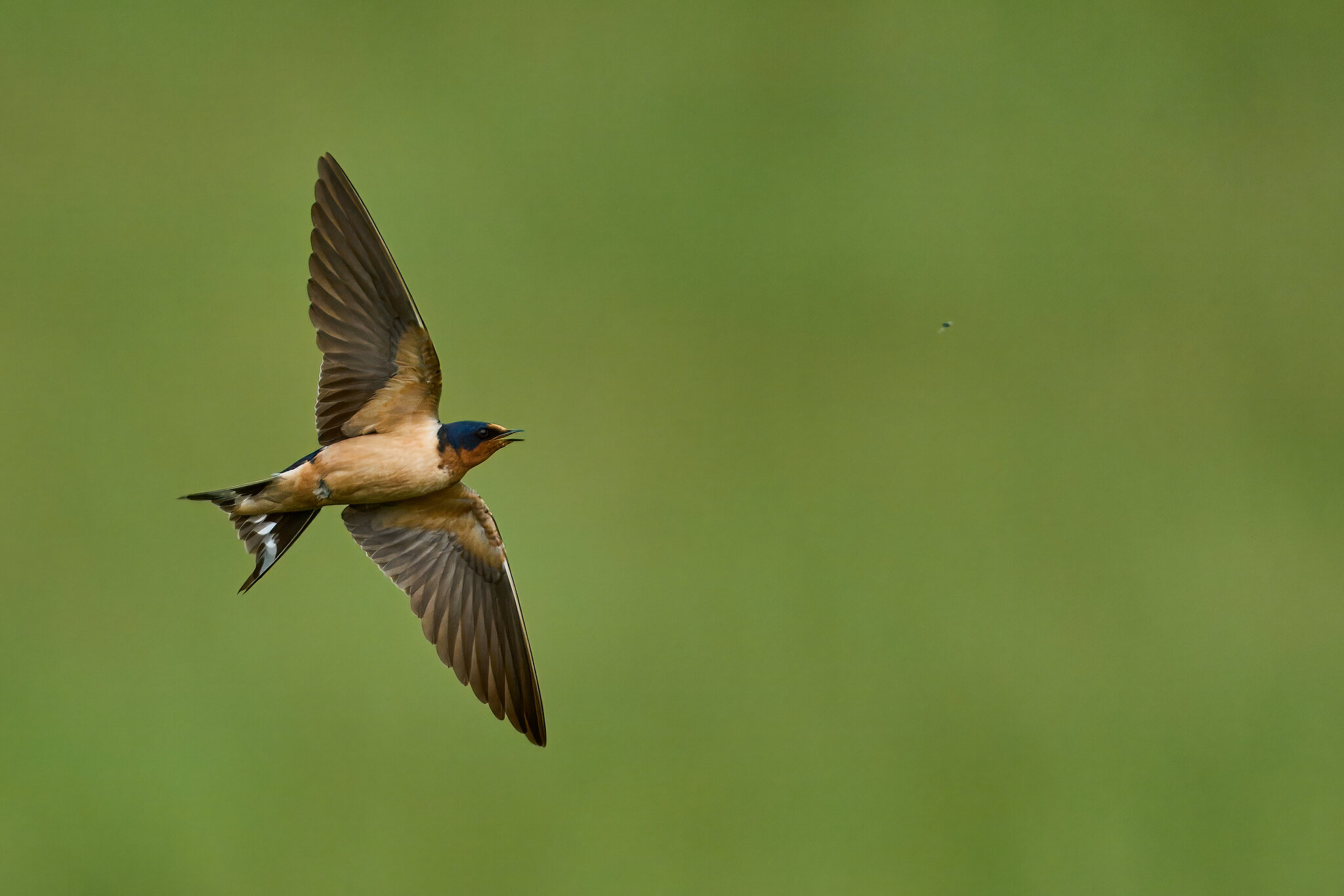 Barn Swallow - Fair Hill NRMA - 06082025 - 49 - rDN.jpg