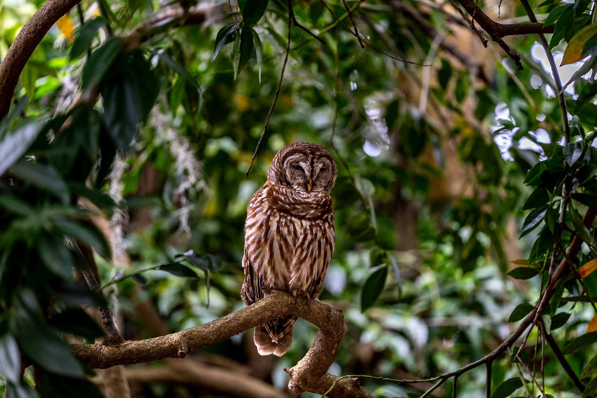 Barred Owl Leu Gardens March 2024.jpg