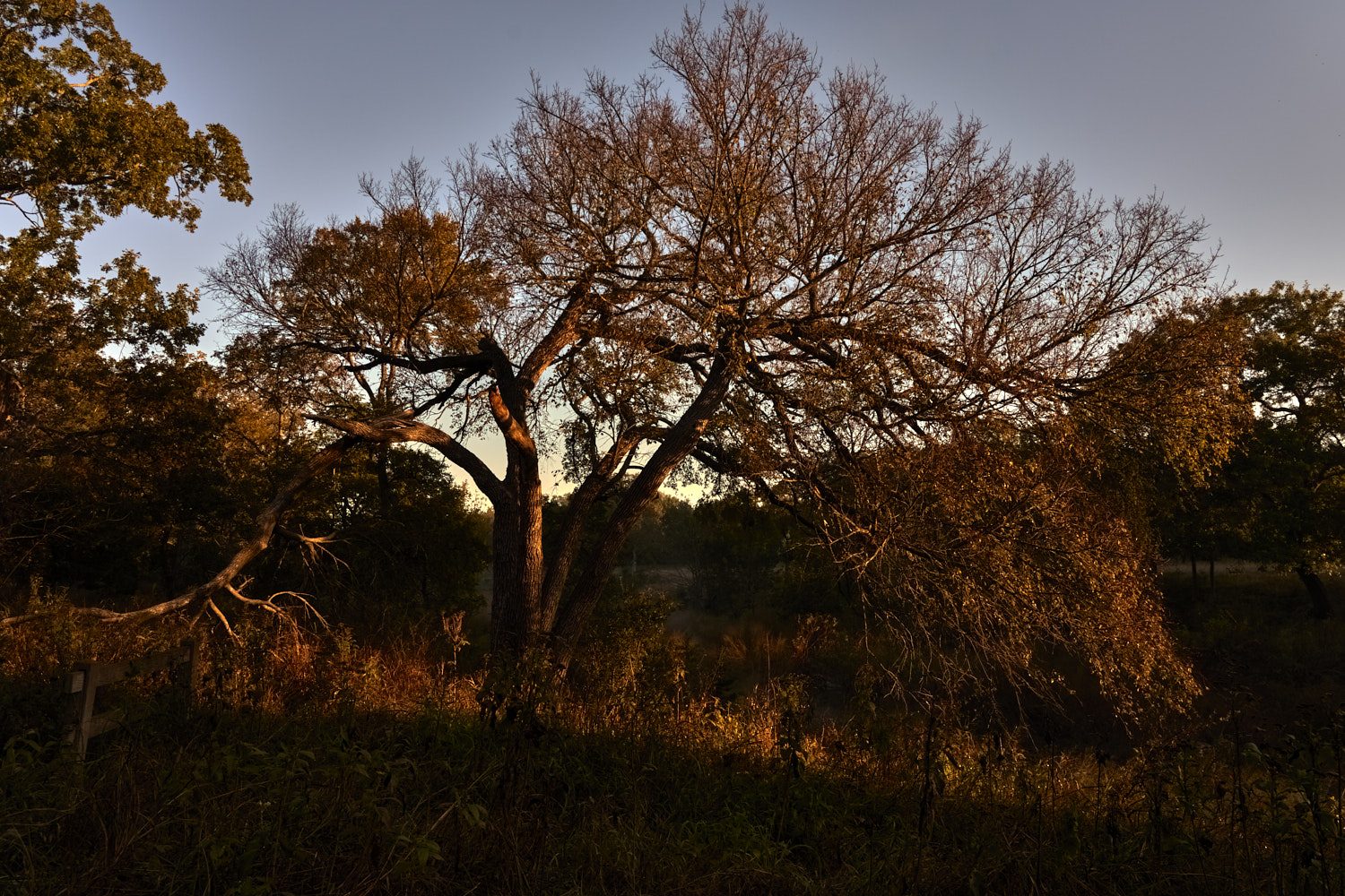 Basking in the early sun