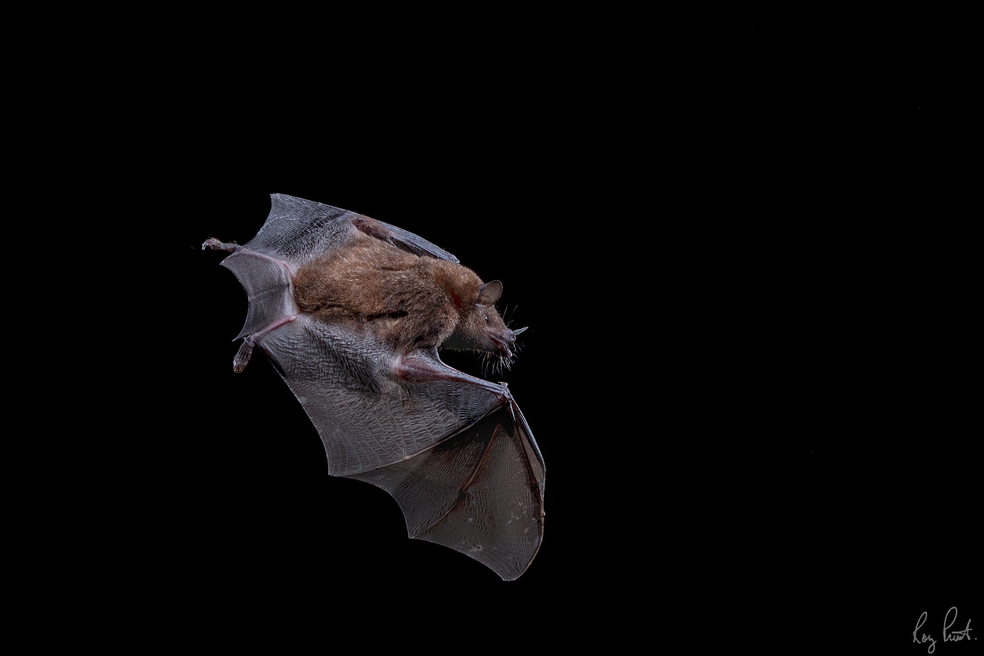 Bat-29204.jpg