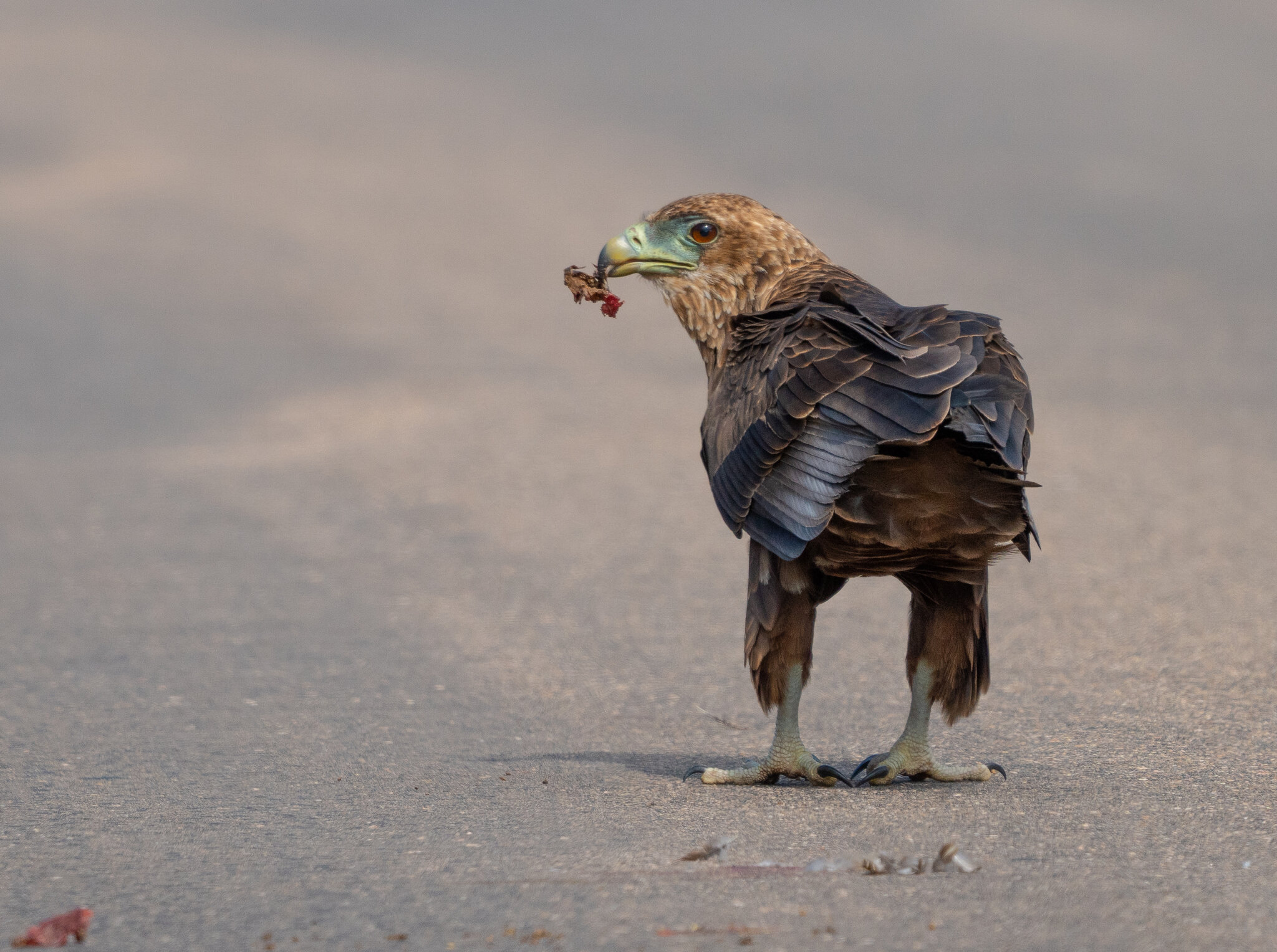 Bateleur Juv-3.jpg