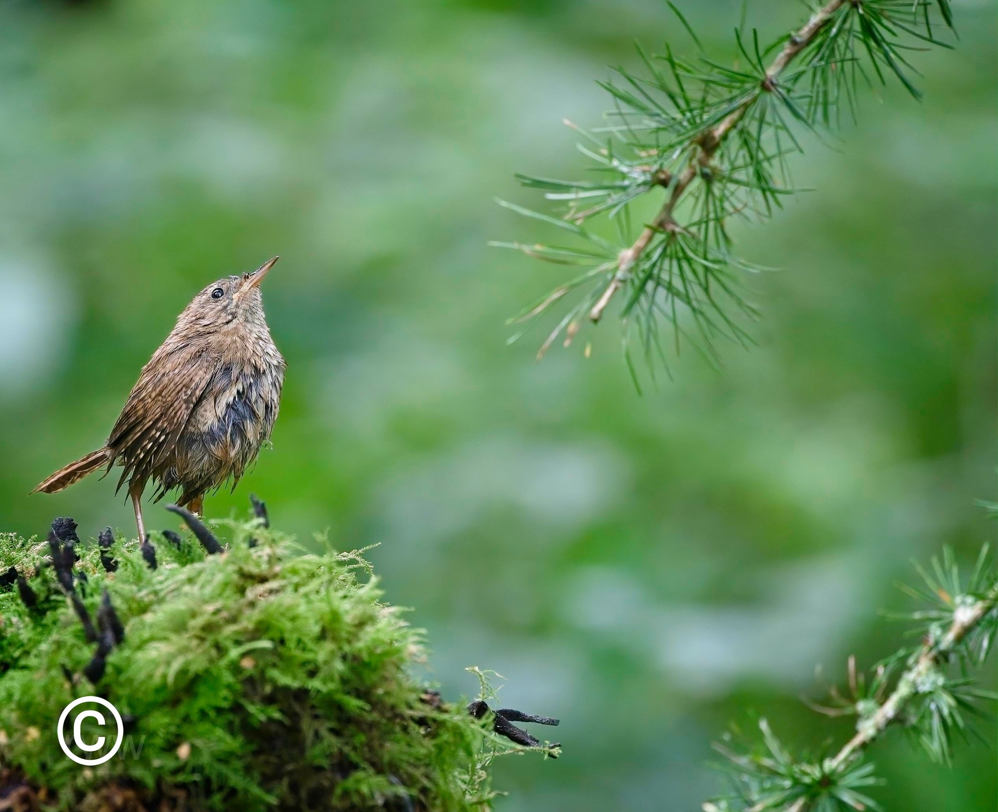 Bedraggled Wren.jpg