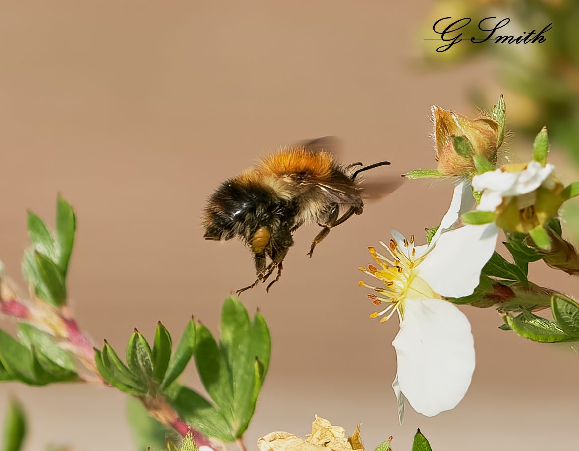 bee 2021 10.jpg