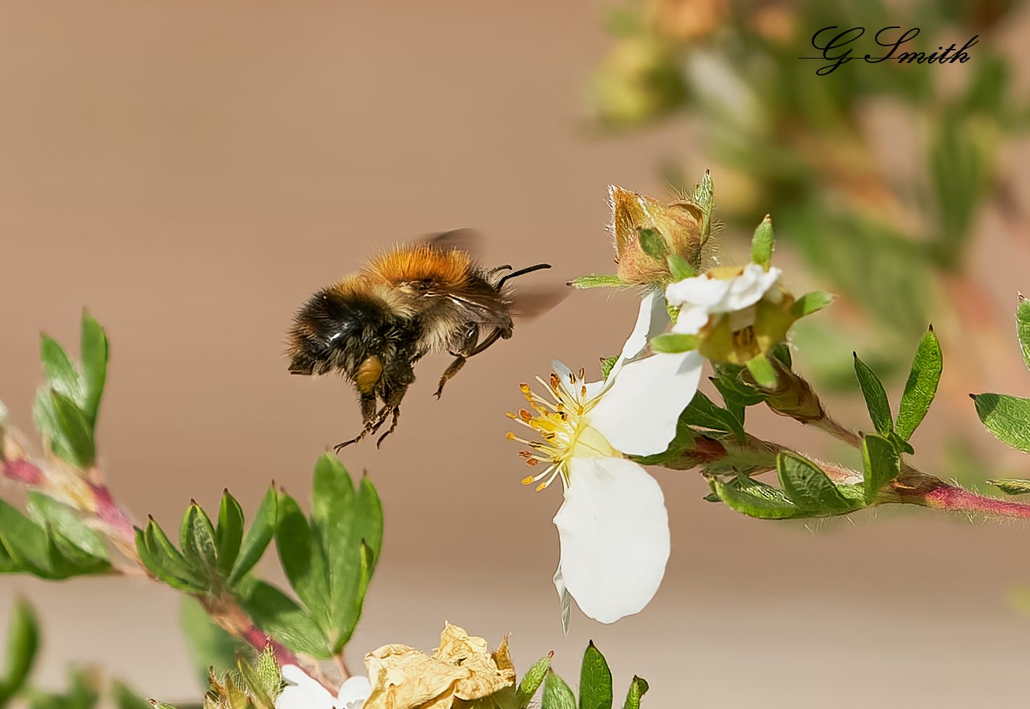 bee 2021 11.jpg